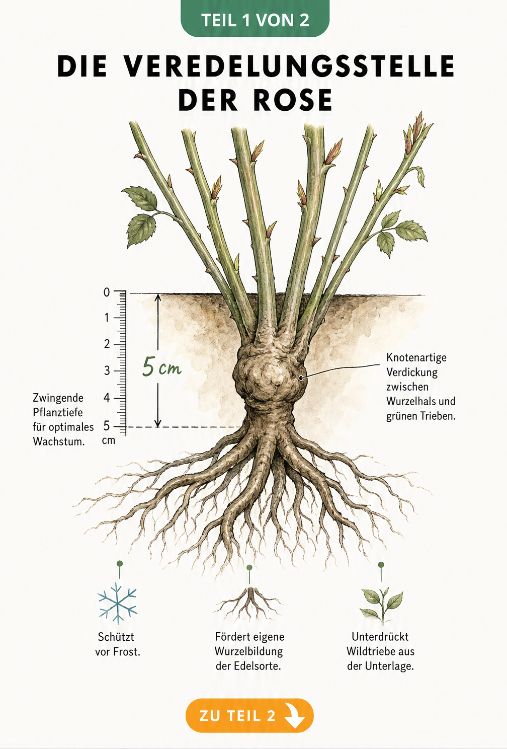 Botanische Illustration der Veredelungsstelle einer Rose, die exakt 5 Zentimeter unter der Erdoberfläche gepflanzt ist.