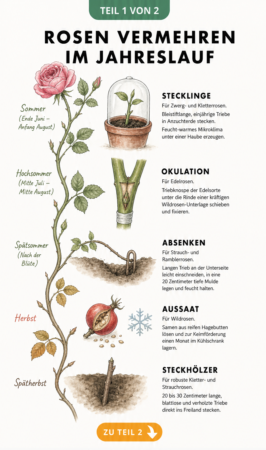 Illustration eines Rosenzweigs im Jahreslauf mit fünf Vermehrungsmethoden: Stecklinge, Okulation, Absenken, Aussaat und Steckhölzer.