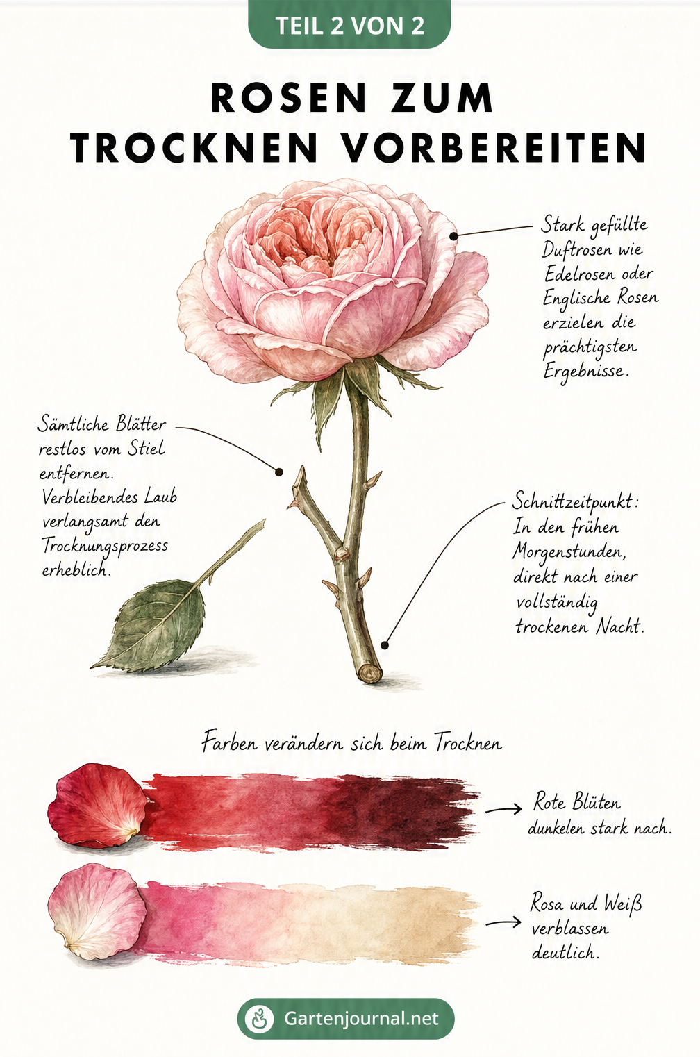 Zeichnung einer Rose mit Hinweisen zur Vorbereitung für das Trocknen und den zu erwartenden Farbveränderungen