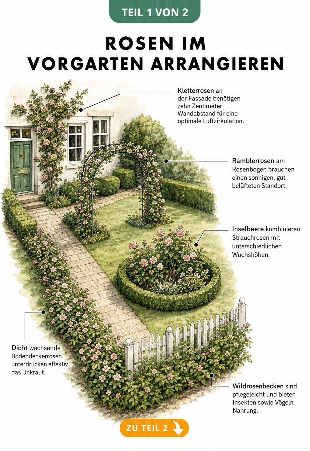 Aquarell-Illustration eines Vorgartens mit Kletterrosen an der Fassade, Ramblerrosen am Bogen, Inselbeeten, Bodendeckerrosen und Wildrosenhecken