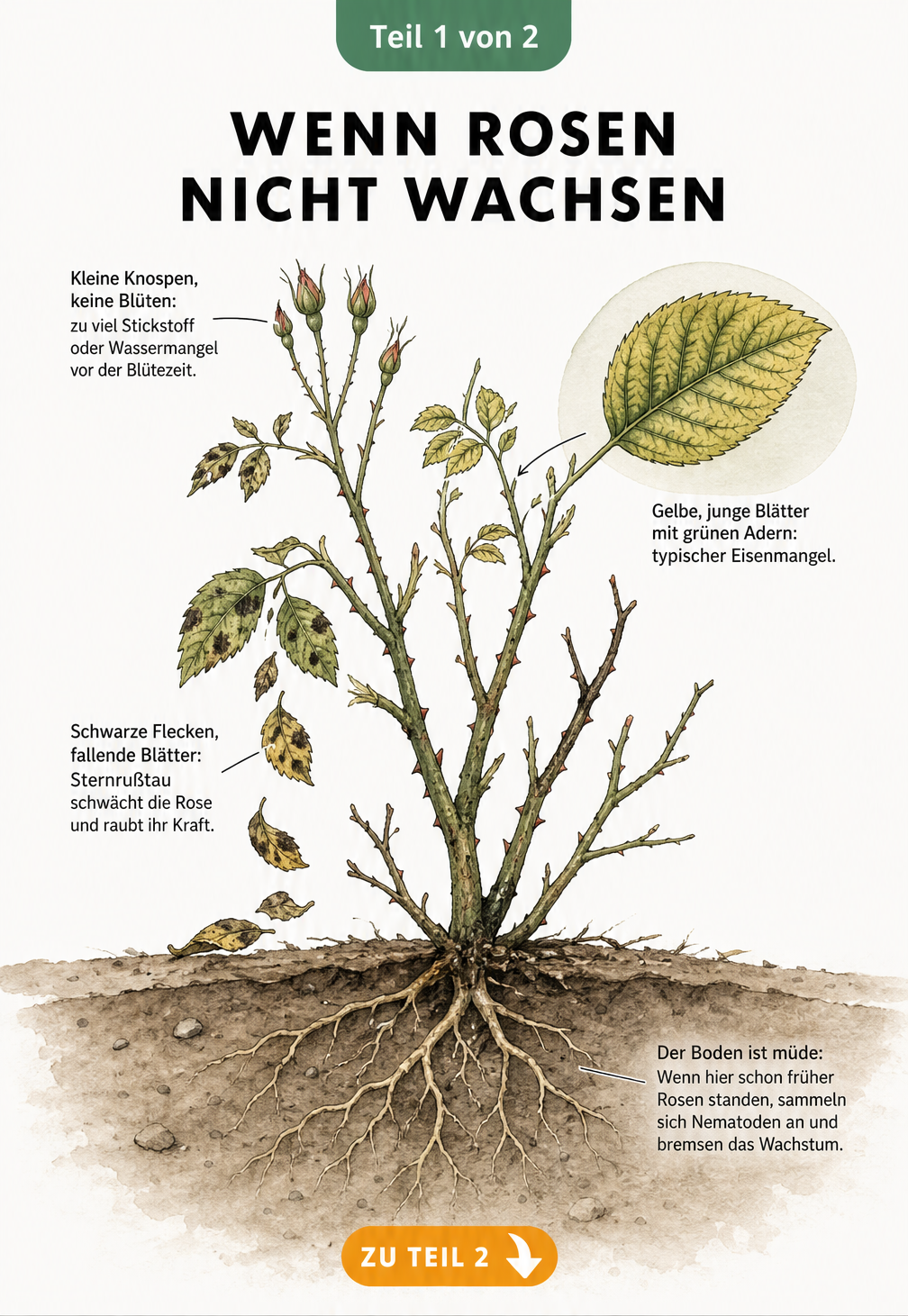 Botanische Illustration eines kränkelnden Rosenstrauchs mit Schadbildern wie Sternrußtau, Eisenmangel und Bodenmüdigkeit