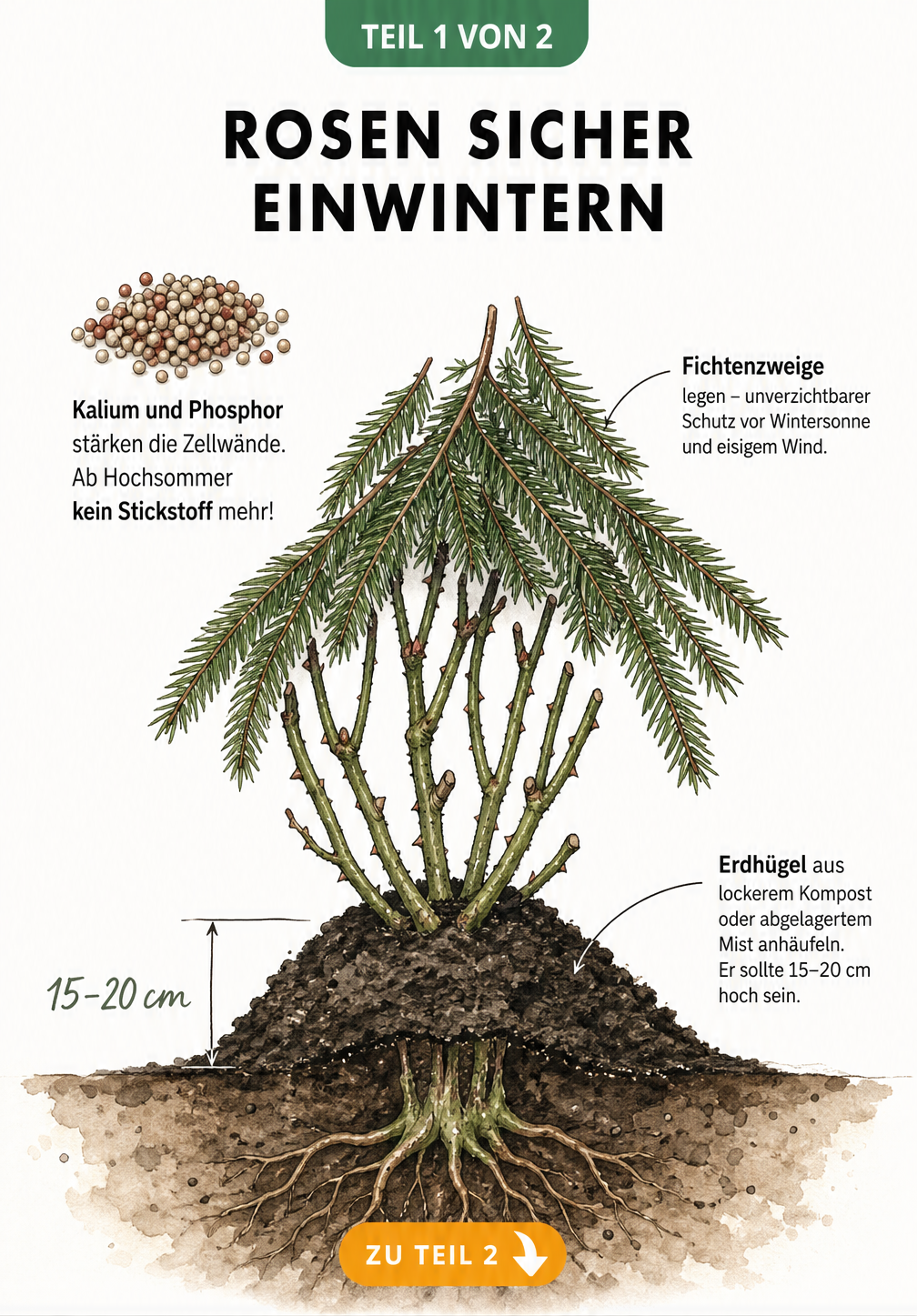 Illustration eines Rosenstrauchs im Beet mit angehäuftem Kompost, Fichtenzweigen als Winterschutz und Düngergranulat