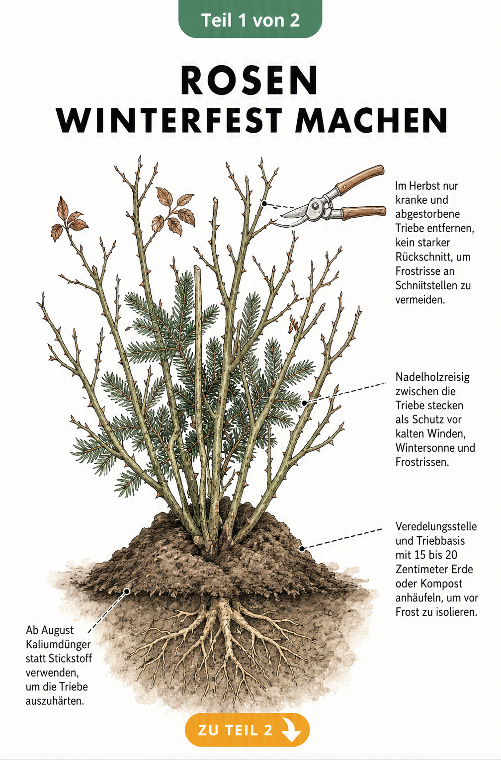 Illustration eines Rosenstrauchs im Winter mit angehäufelter Erde und Nadelreisig als Frostschutz