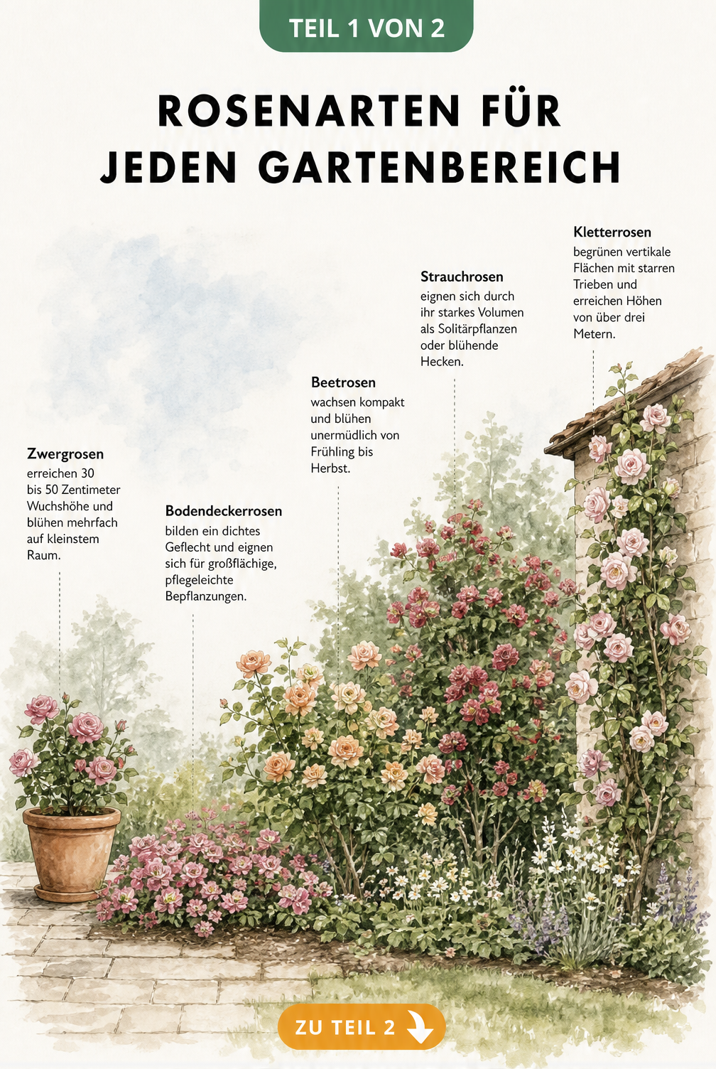 Illustration verschiedener Rosenarten im Garten: Zwergrosen im Kübel, Bodendeckerrosen im Beet, Beetrosen, Strauchrosen und Kletterrosen an einer Wand
