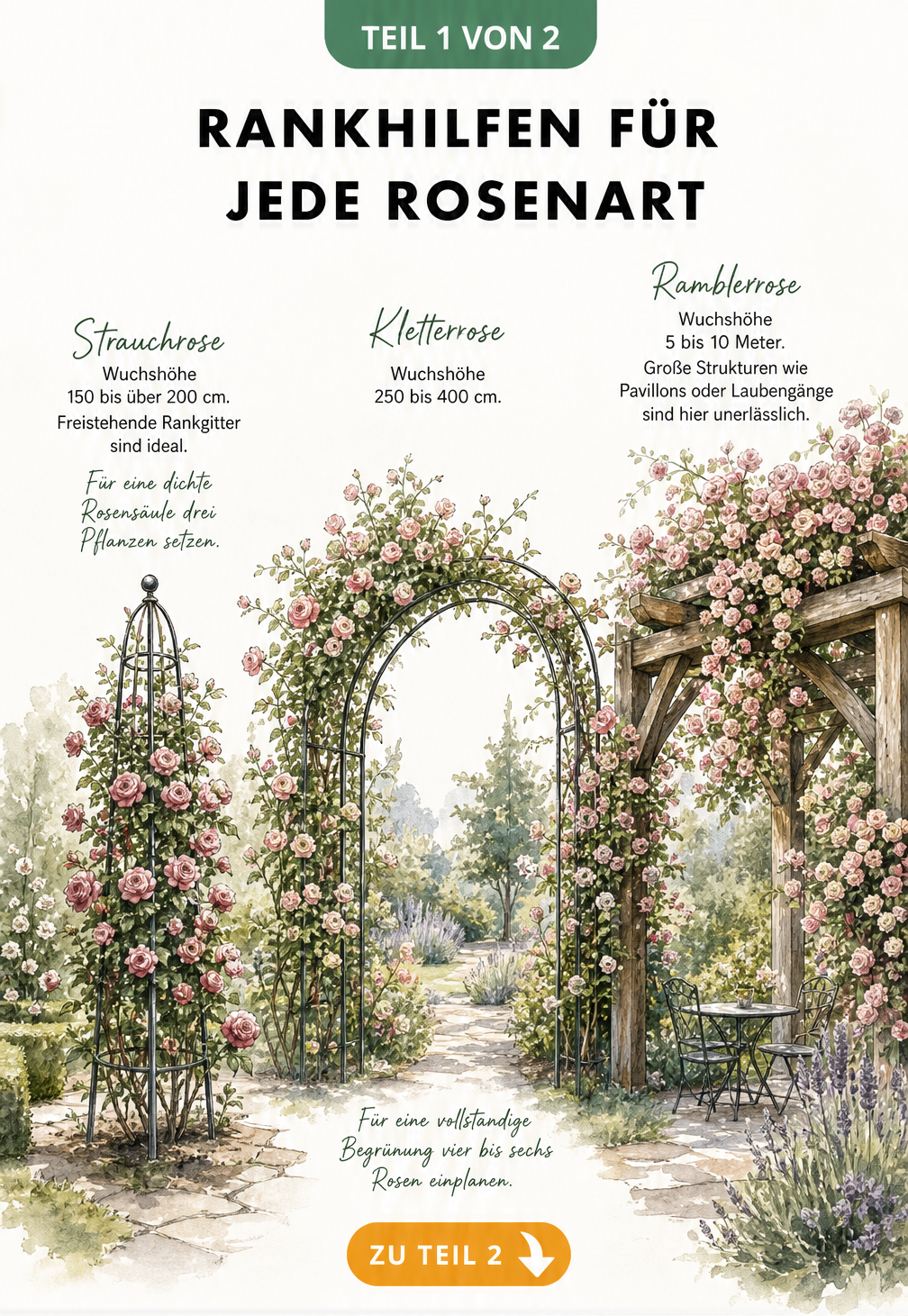 Illustration verschiedener Rosenarten an Rankhilfen: Strauchrose am Obelisk, Kletterrose am Rosenbogen und Ramblerrose an einer Pergola.