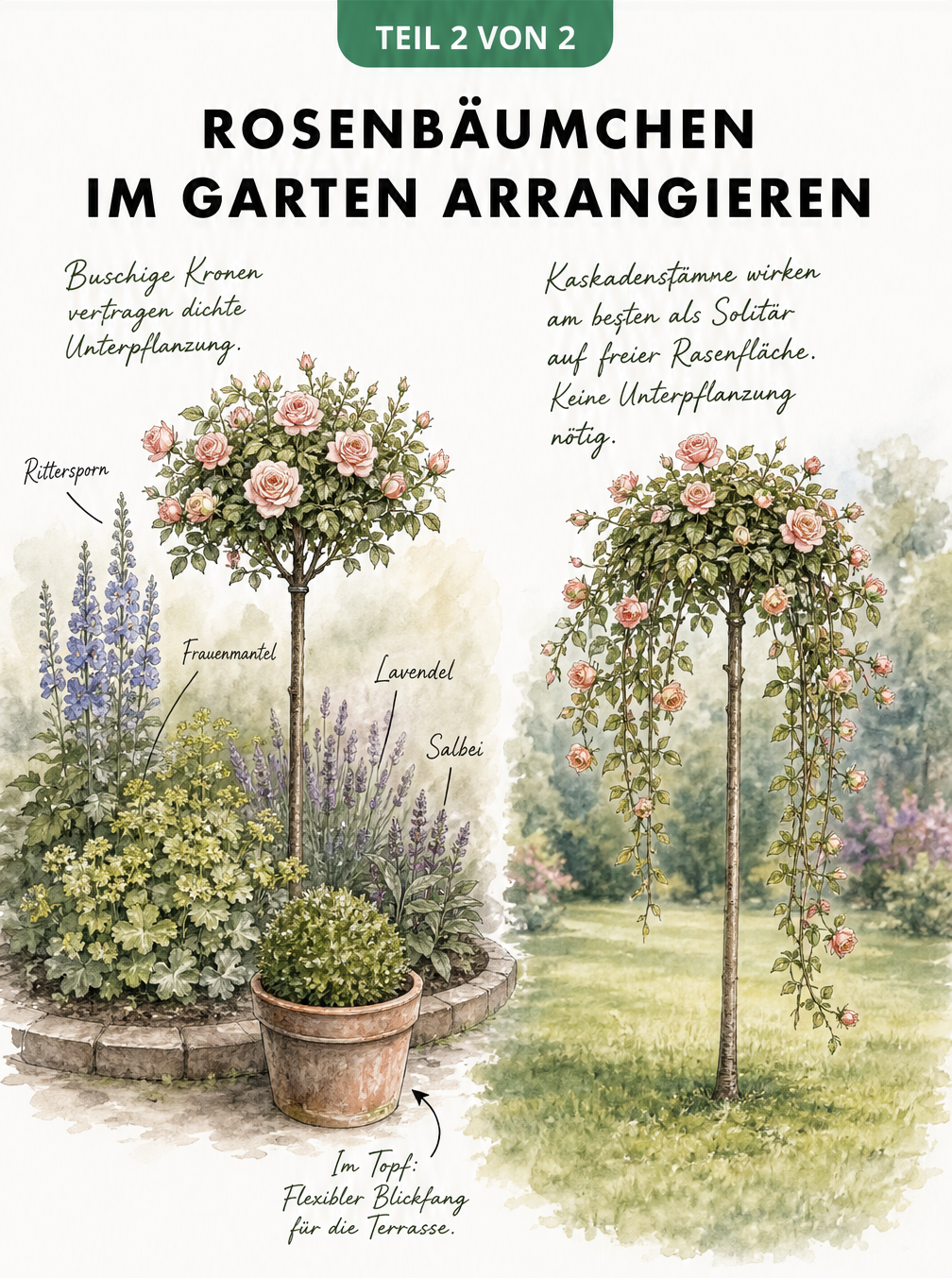 Zwei Vignetten zeigen die unterschiedliche Wirkung von buschigen Rosenbäumchen und Kaskadenstämmchen im Garten