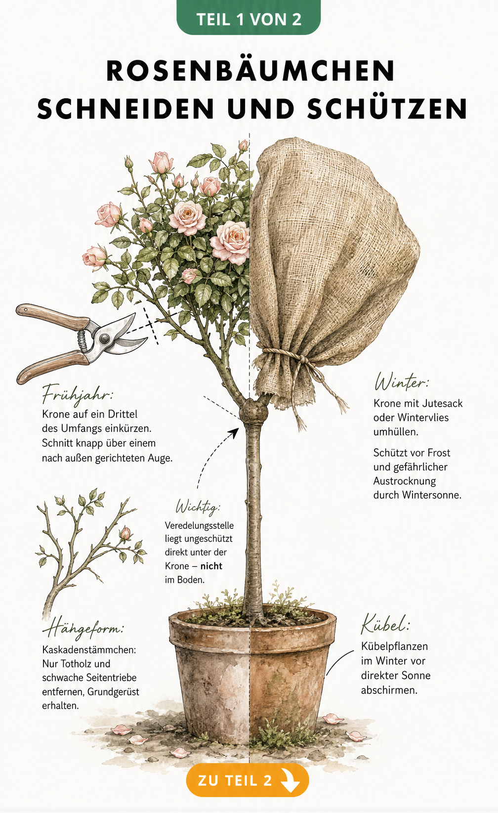 Illustration eines Rosenbäumchens mit Fokus auf Rückschnitt und Winterschutz der Veredelungsstelle
