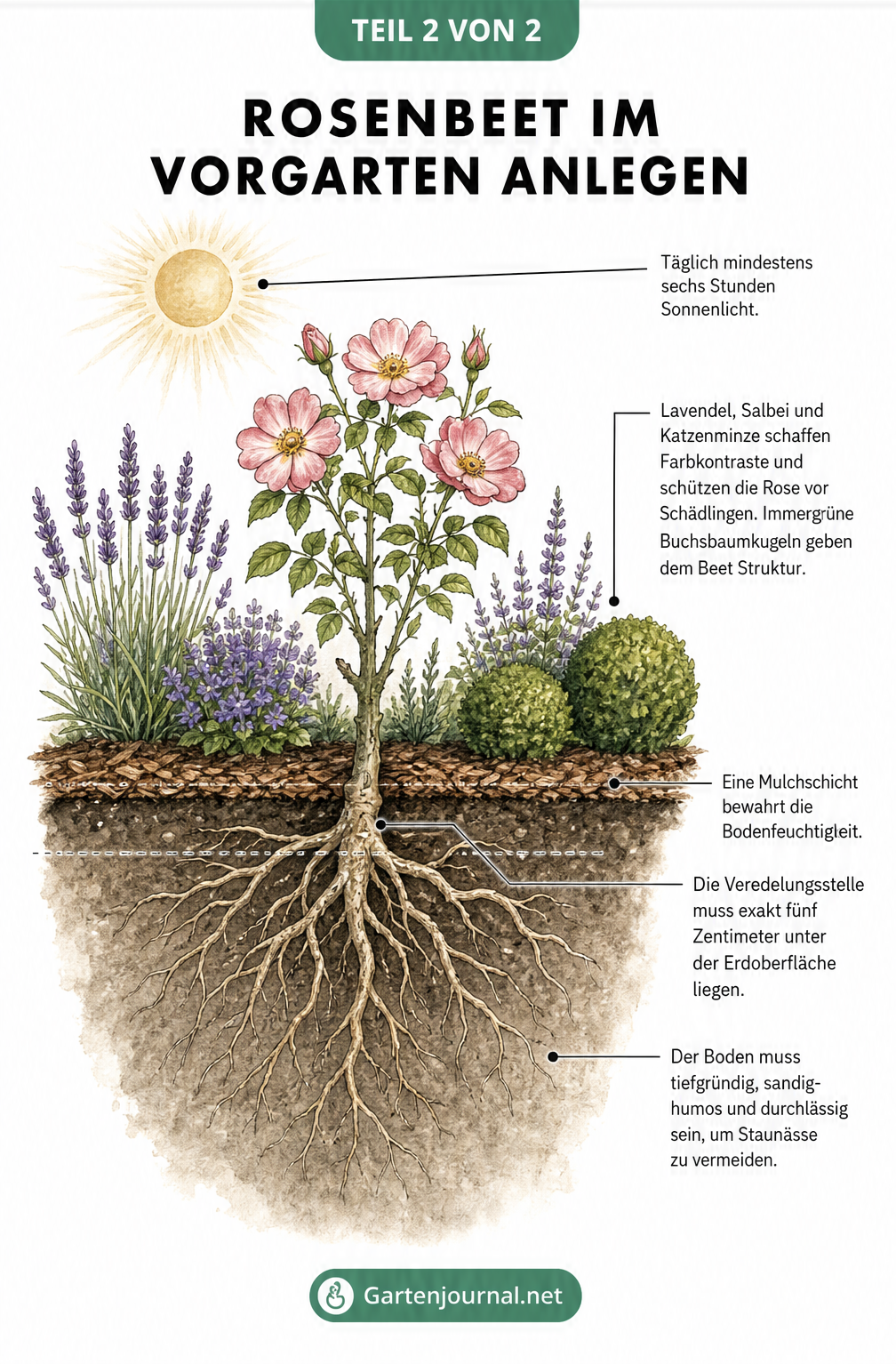 Botanische Schnittzeichnung einer Rose im Beet mit Begleitpflanzen wie Lavendel, Mulchschicht und tiefgründigem Wurzelwerk
