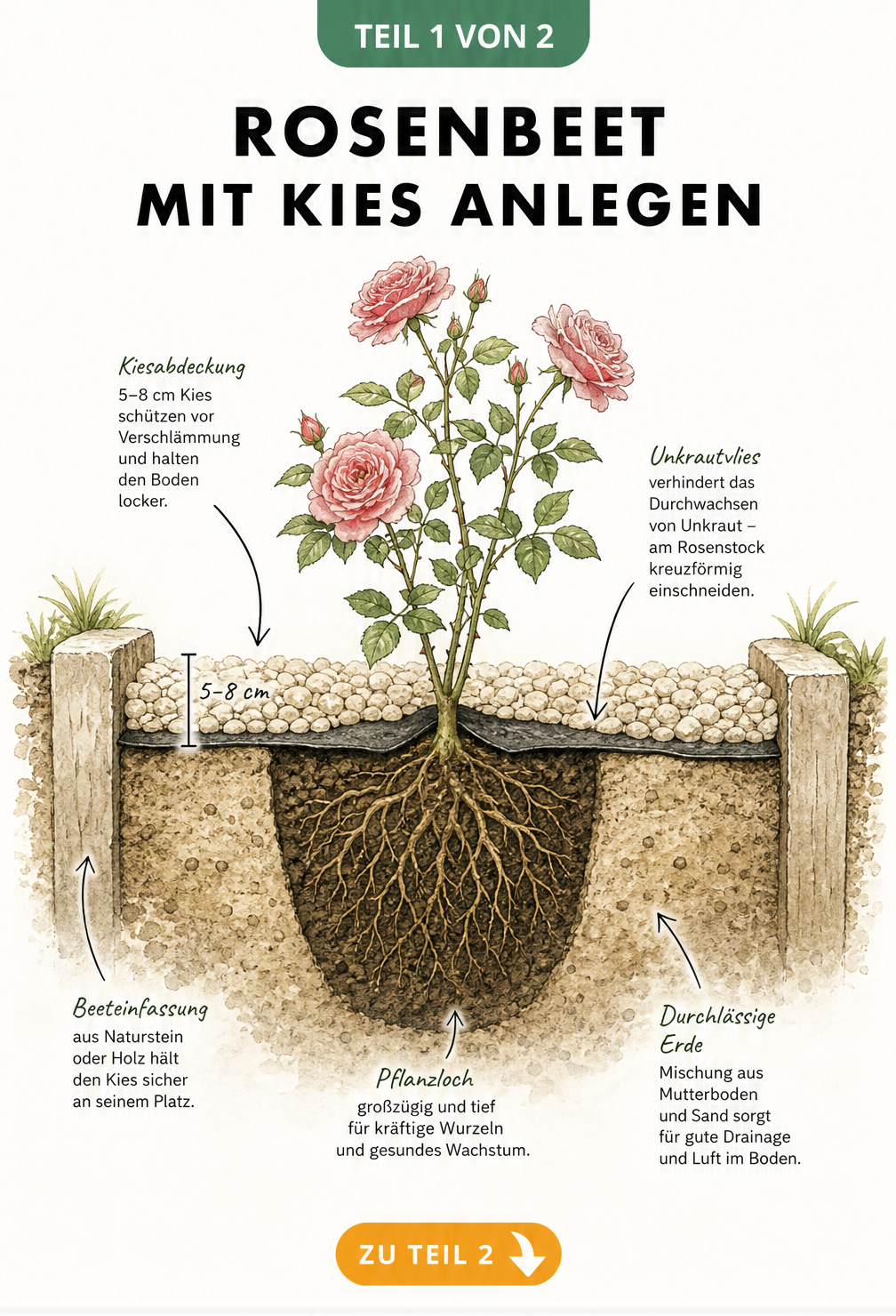 Querschnitt eines Rosenbeets mit Kies, Unkrautvlies und Pflanzloch