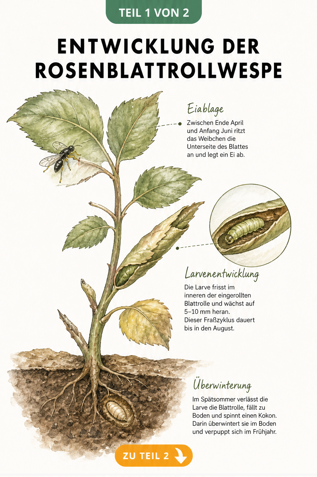 Botanische Illustration des Lebenszyklus der Rosenblattrollwespe von der Eiablage am Blatt bis zur Überwinterung im Boden
