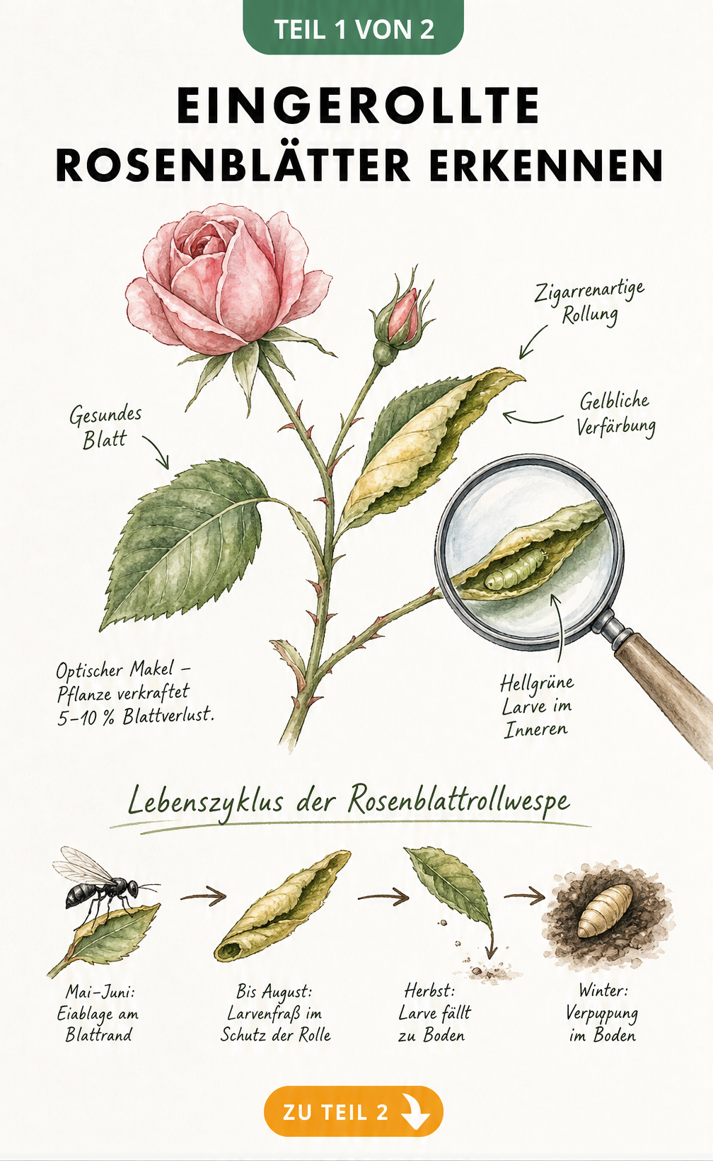 Botanische Illustration eines Rosenzweigs mit einem gesunden und einem zigarrenartig eingerollten Blatt, in dem eine hellgrüne Larve sitzt. Ein Zeitstrahl...