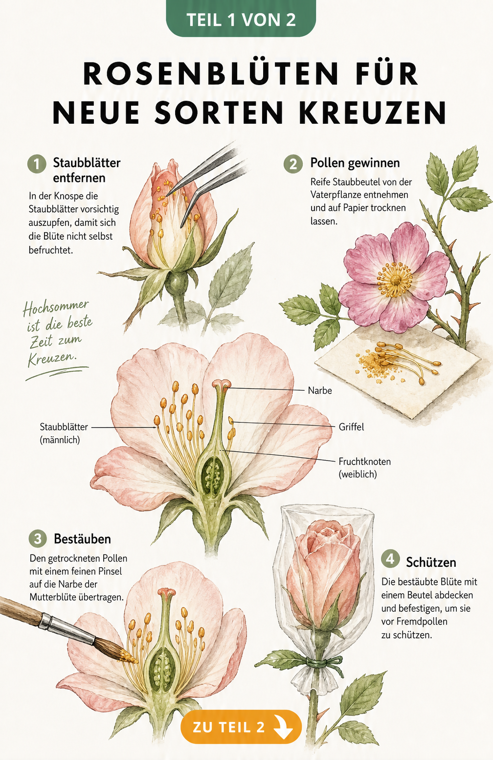 Illustration einer Rosenblüte im Querschnitt mit Staubblättern und Stempel sowie Details zur Bestäubung