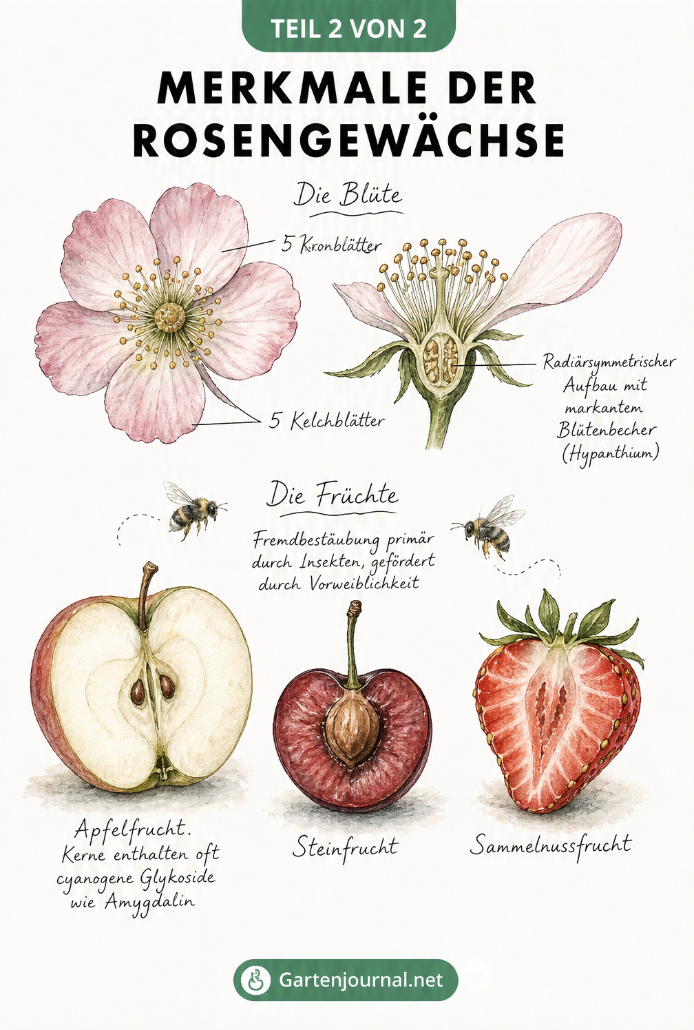 Skizze der Blütenmerkmale und Fruchttypen von Rosengewächsen wie Apfel, Kirsche und Erdbeere
