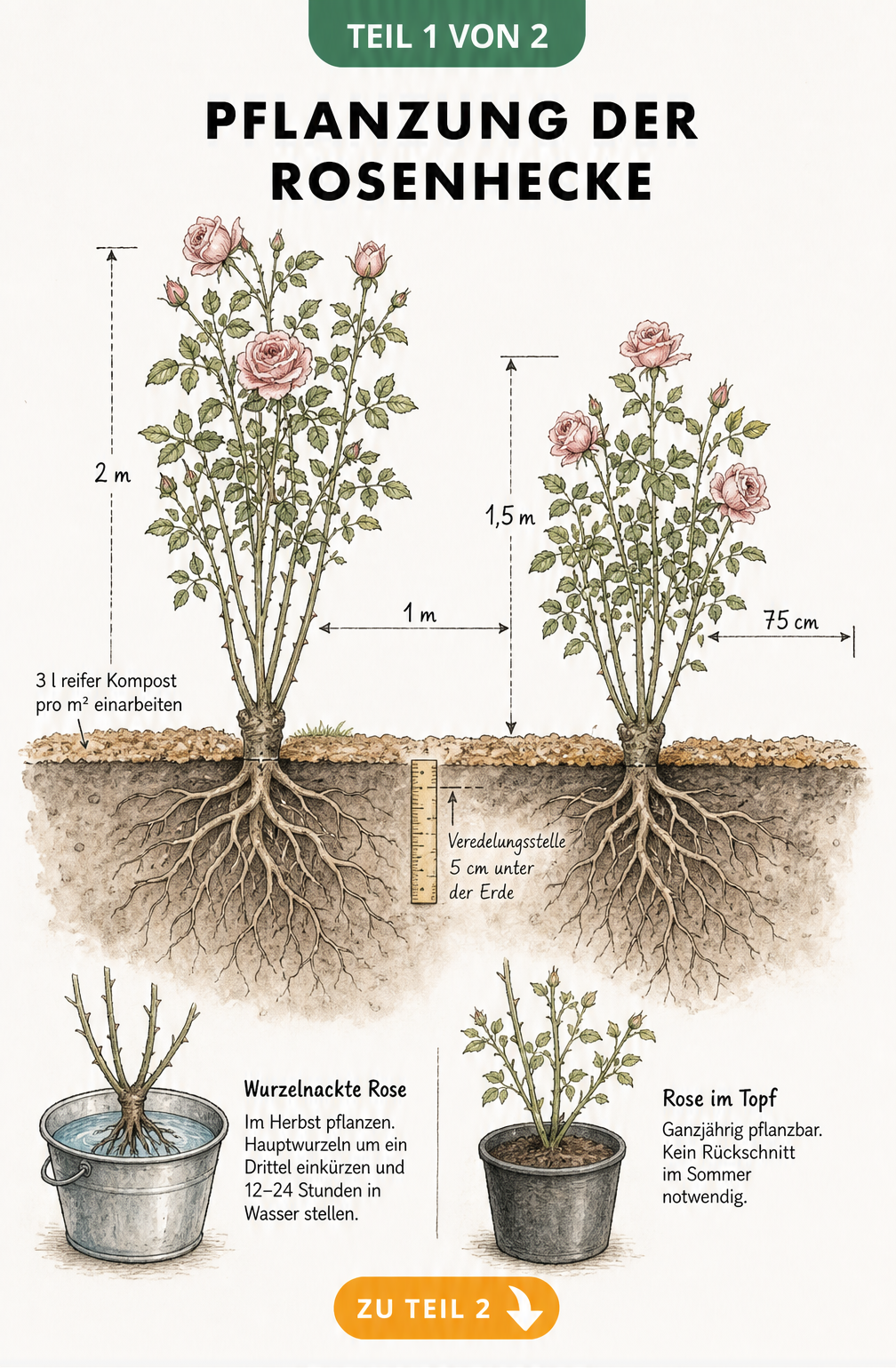 Illustration einer Rosenhecke im Querschnitt mit Pflanzabständen und Veredelungsstelle im Erdreich