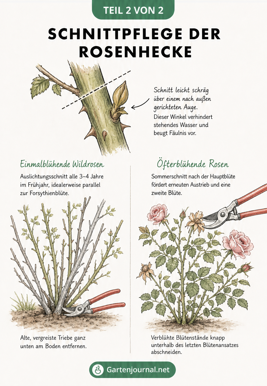 Zeichnung eines Rosenzweigs mit Schnittführung und Gegenüberstellung von Auslichtungsschnitt und Sommerschnitt