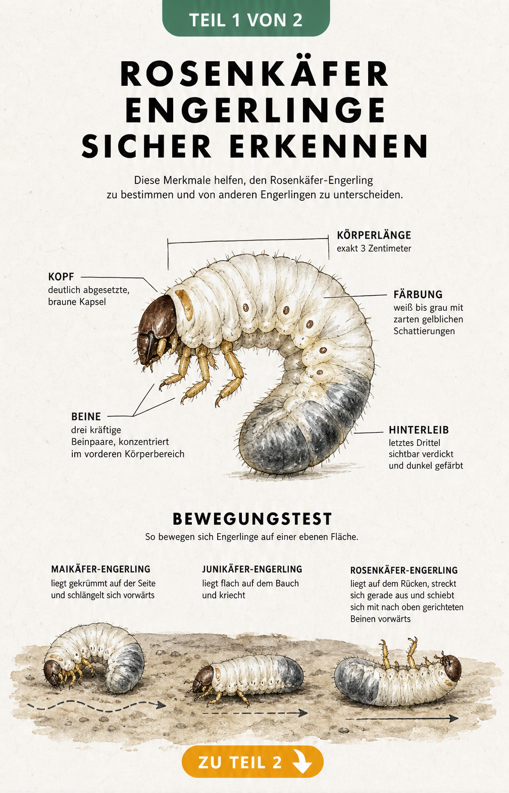 Illustration eines Rosenkäfer-Engerlings mit anatomischen Merkmalen und dem typischen Bewegungstest auf dem Rücken