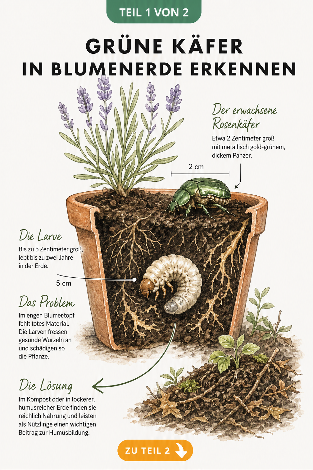 Botanische Illustration eines Blumentopfs im Querschnitt mit Rosenkäfer und Larve an angefressenen Wurzeln