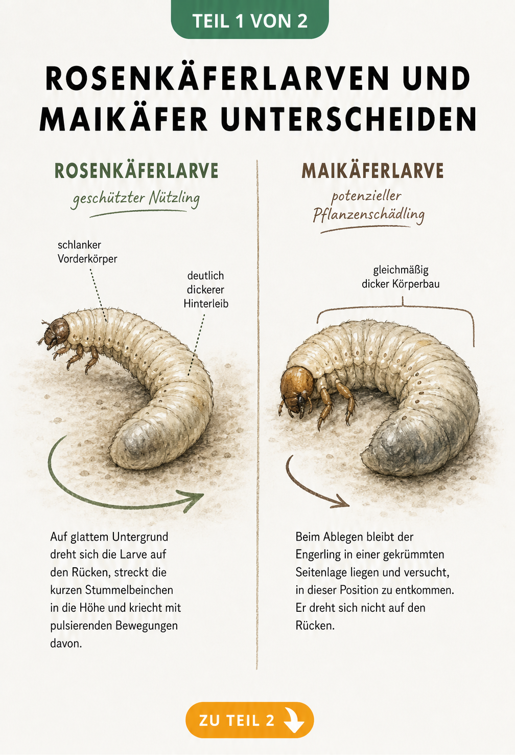 Illustration zur Unterscheidung von Rosenkäferlarve und Maikäferlarve auf glattem Untergrund