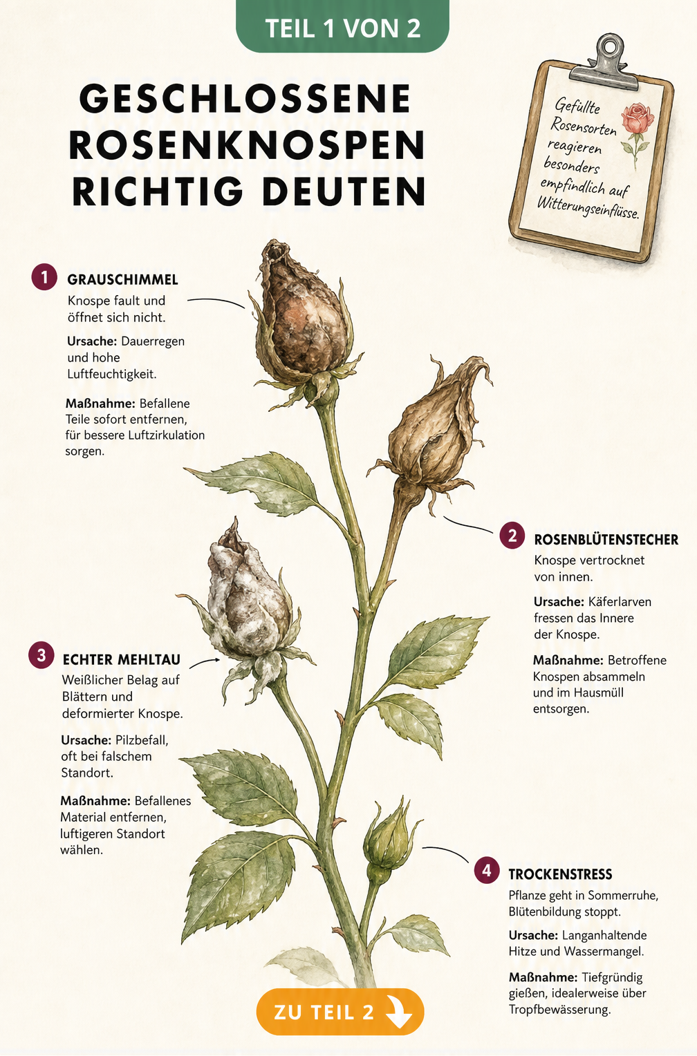 Illustration eines Rosenzweigs mit vier geschlossenen Knospen, die Schadbilder von Grauschimmel, Rosenblütenstecher, Echtem Mehltau und Trockenstress zeigen.