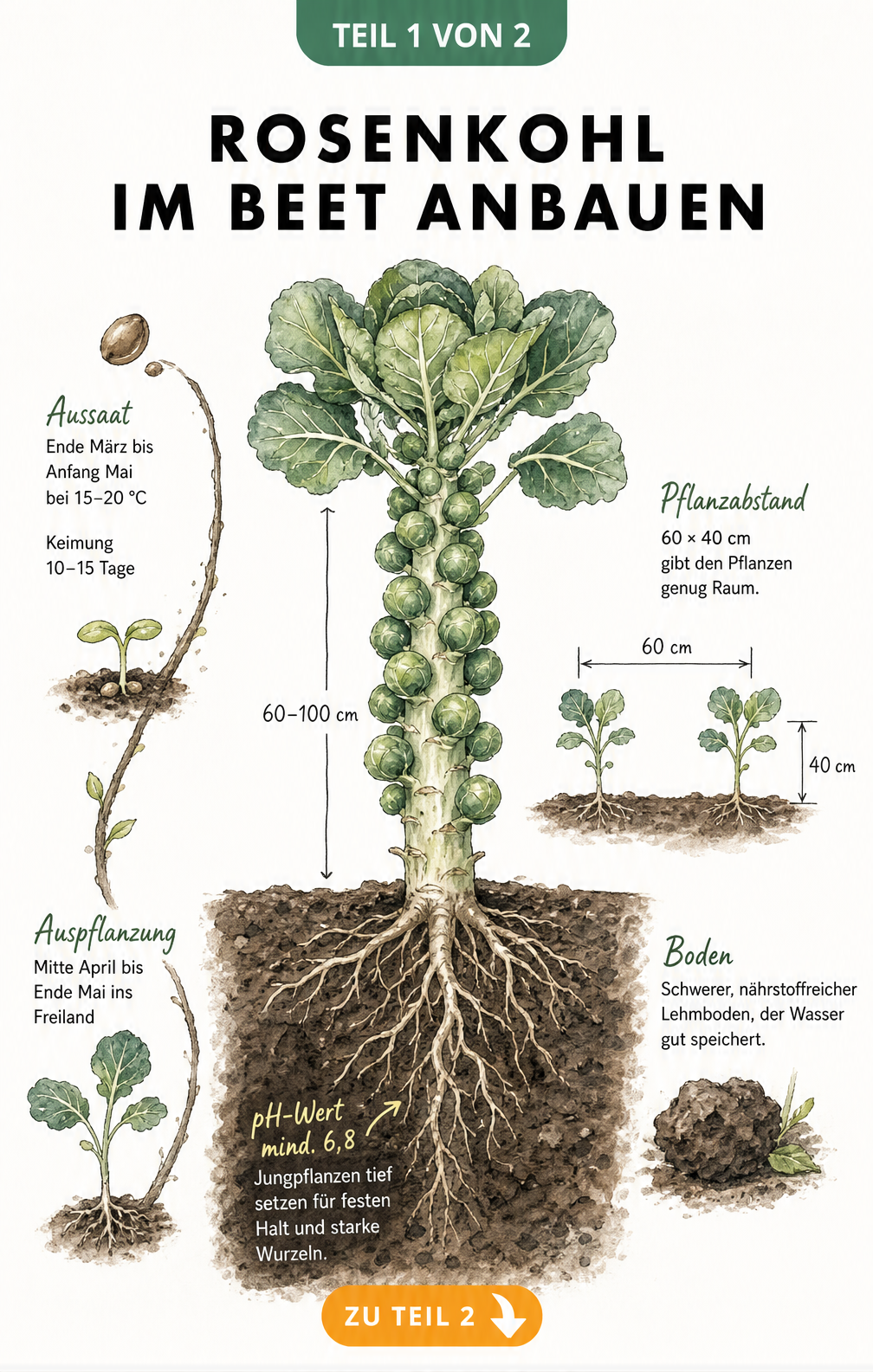 Botanische Illustration einer Rosenkohlpflanze mit Wurzeln, Zeitstrahl zur Aussaat und Pflanzabstand im Beet