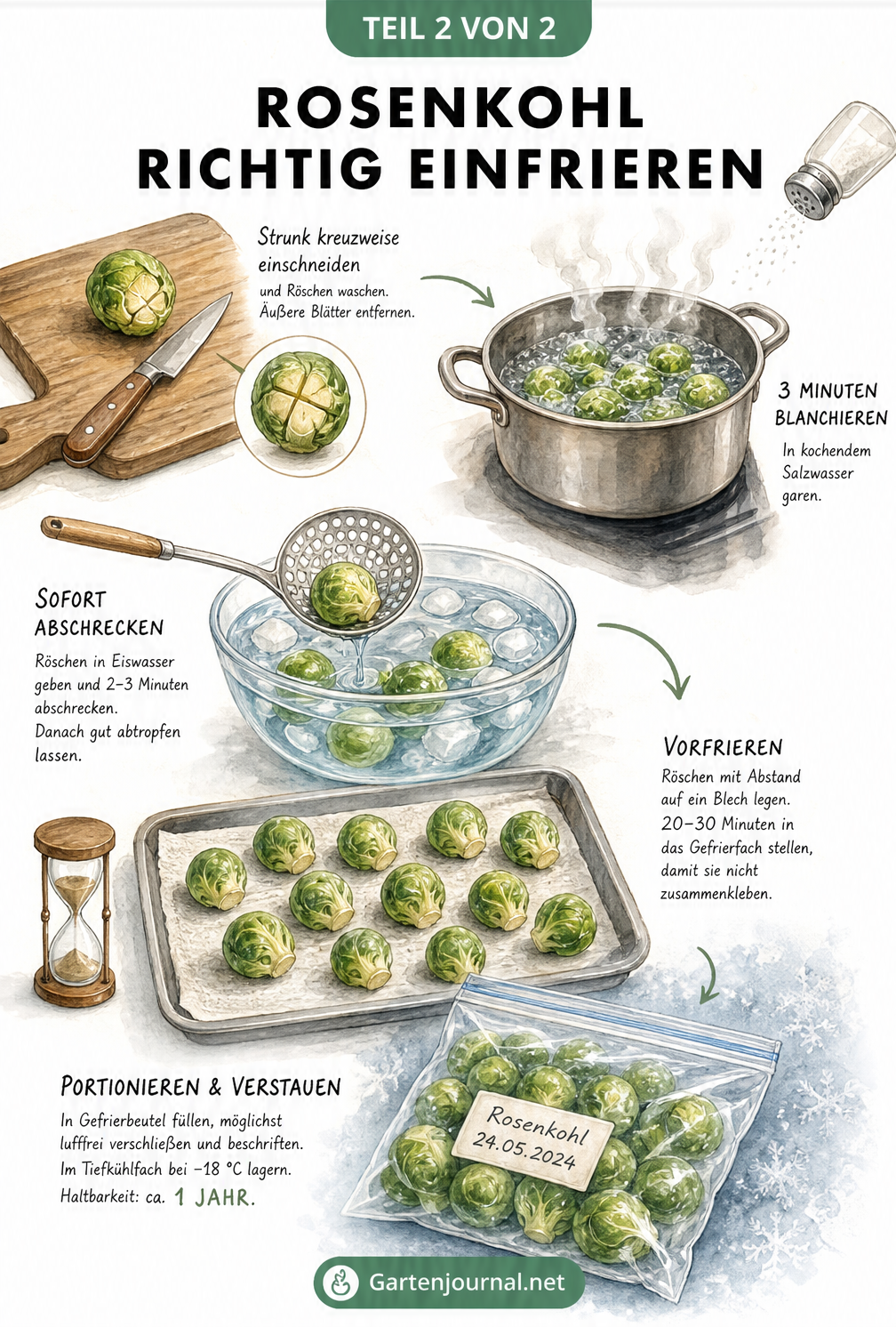 Illustration der Schritte zum Einfrieren von Rosenkohl: Schneiden, Blanchieren, Abschrecken, Vorfrieren und Verpacken