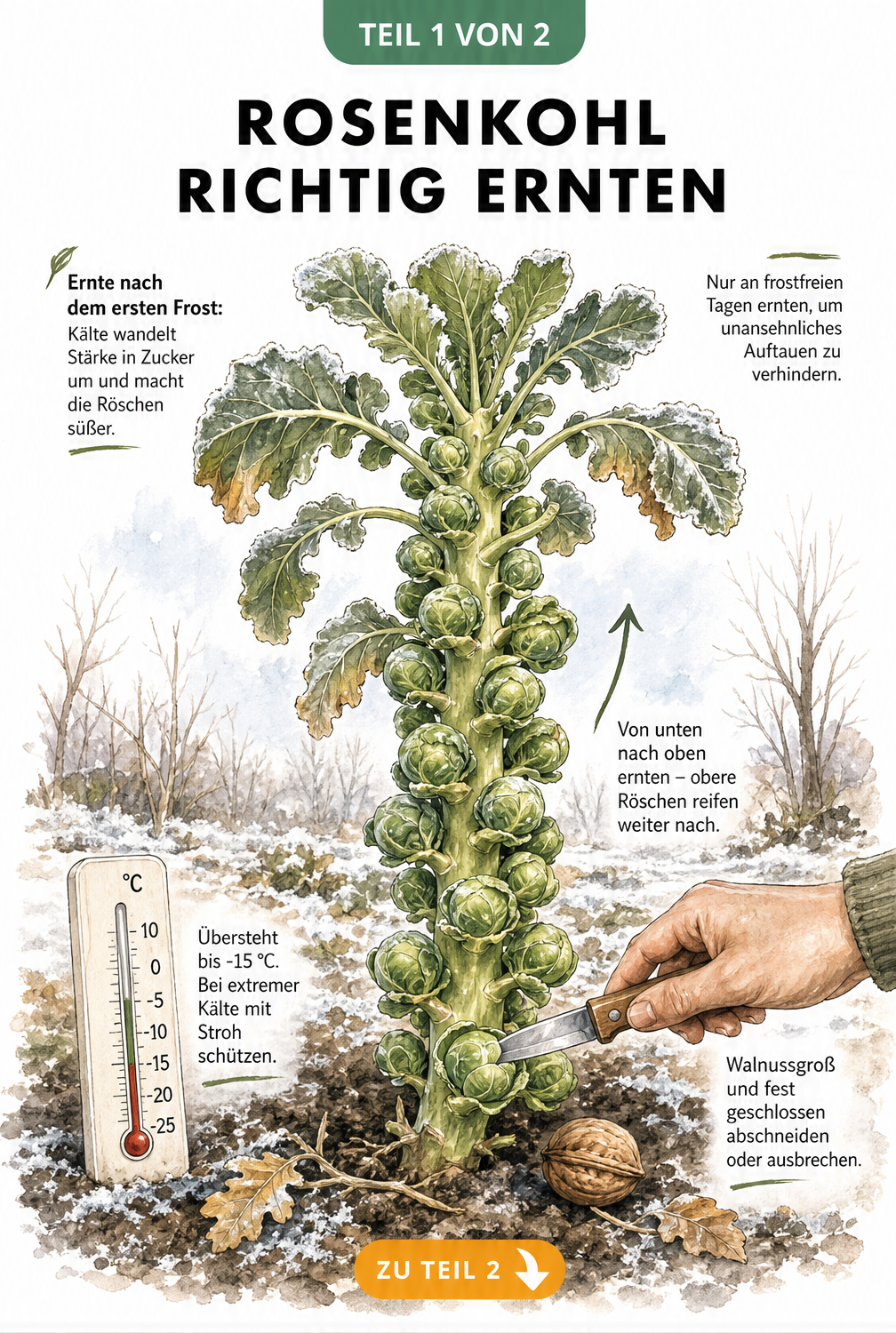 Botanische Illustration einer Rosenkohlpflanze im Winterbeet mit Hinweisen zur Ernte von unten nach oben und Frosttoleranz