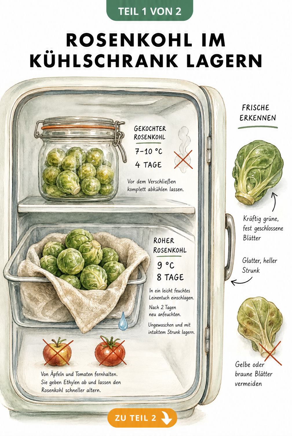 Illustration eines Kühlschranks mit rohem Rosenkohl im Gemüsefach und gekochtem Rosenkohl in einer Glasdose