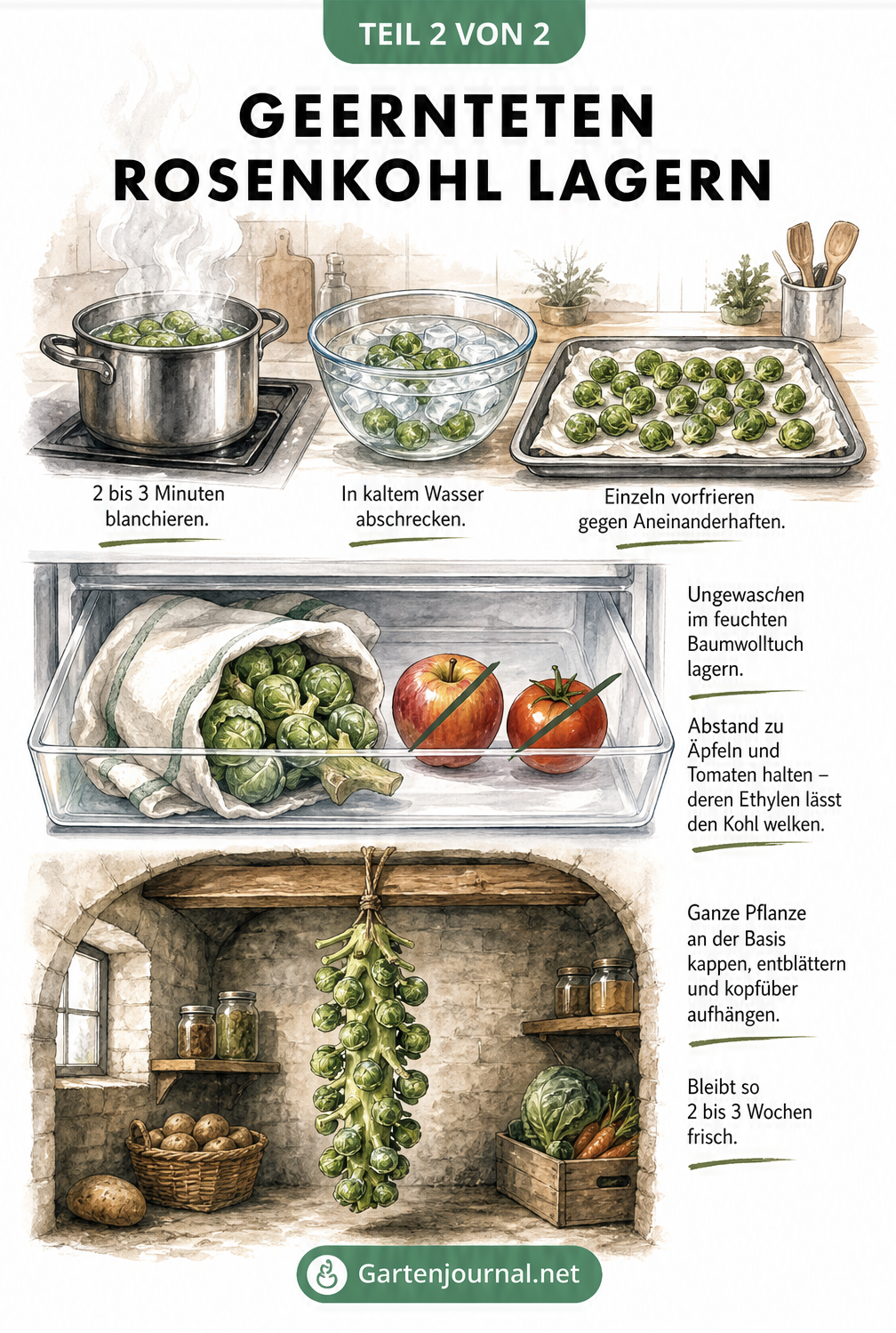Illustration zur Lagerung von Rosenkohl: Blanchieren, im feuchten Tuch im Kühlschrank aufbewahren oder die ganze Pflanze im Keller aufhängen