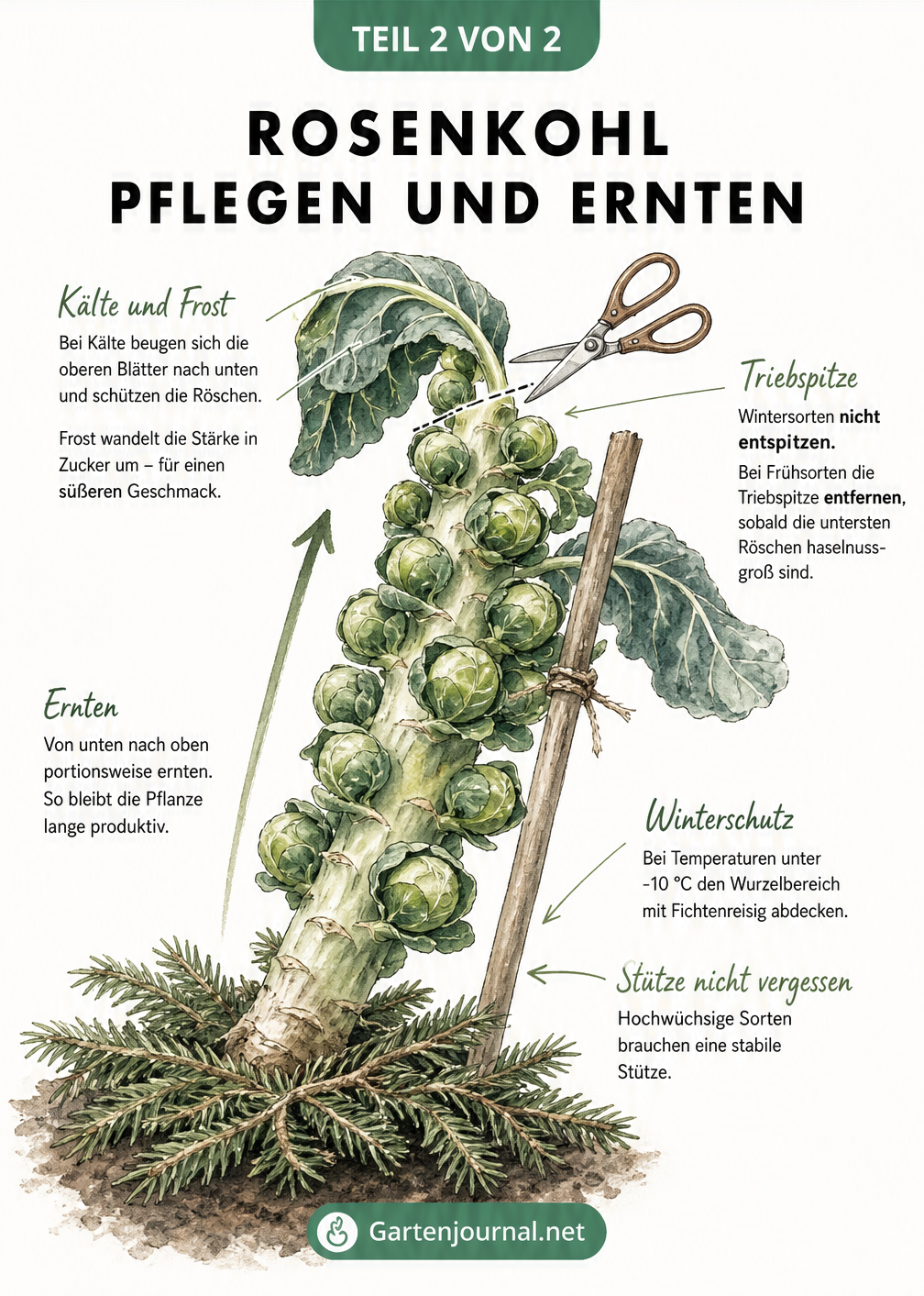 Illustration eines Rosenkohlstängels mit Röschen, Frostschutz der Blätter und Hinweisen zur Ernte von unten nach oben