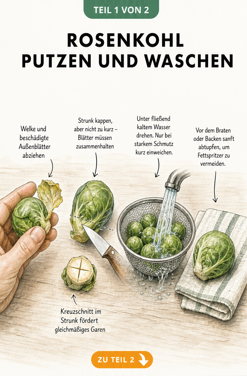 Illustration: Rosenkohl putzen und waschen in vier Schritten, vom Entfernen der Außenblätter bis zum Abtupfen.
