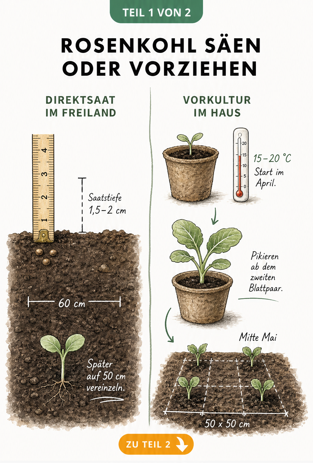 Illustration zur Direktsaat und Vorkultur von Rosenkohl mit Saattiefe, Reihenabstand und Pflanzabstand