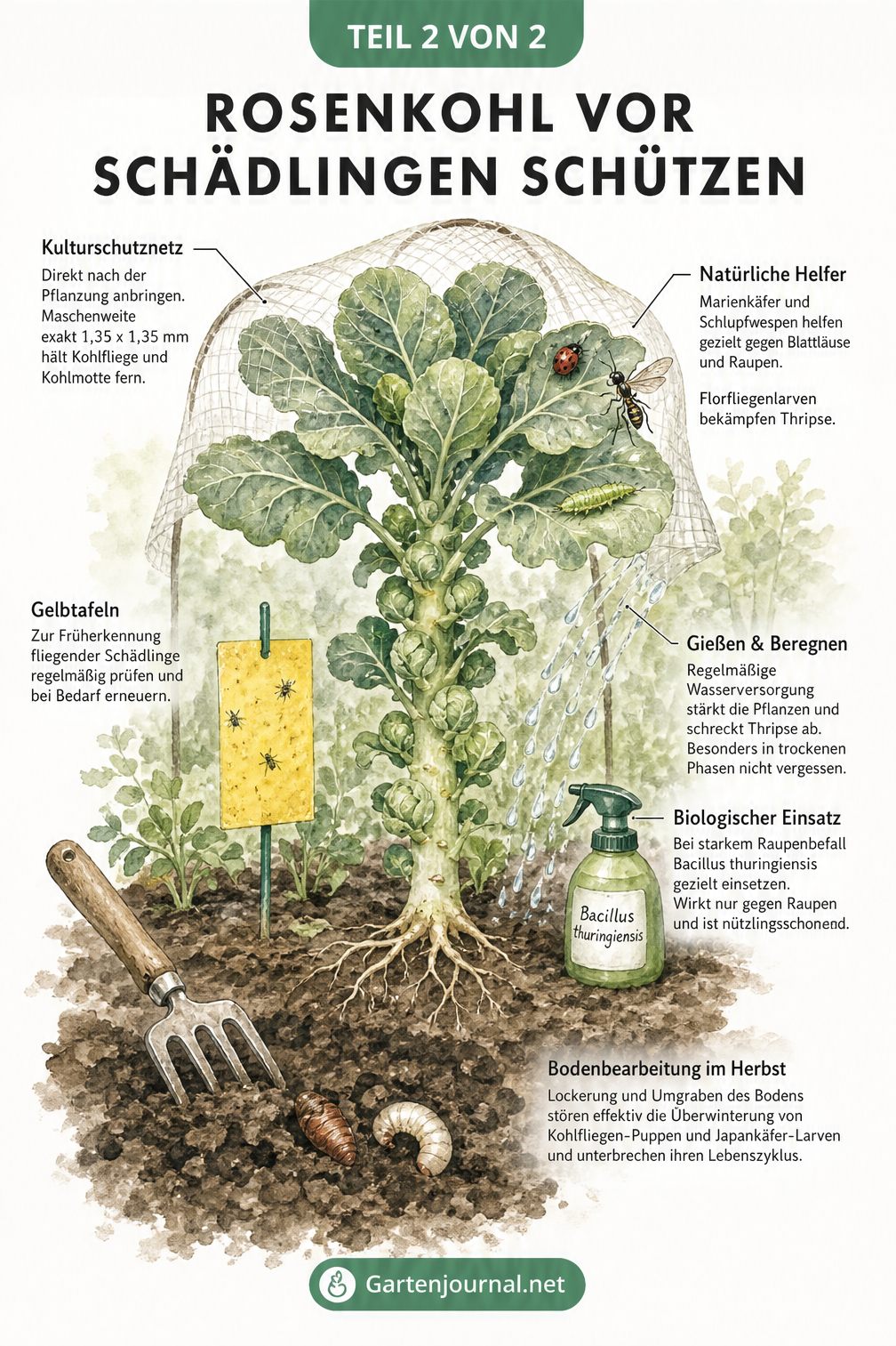 Illustration eines Rosenkohlbeets mit Schutzmaßnahmen wie Kulturschutznetz, Nützlingen, Klebefallen und mechanischer Bodenbearbeitung
