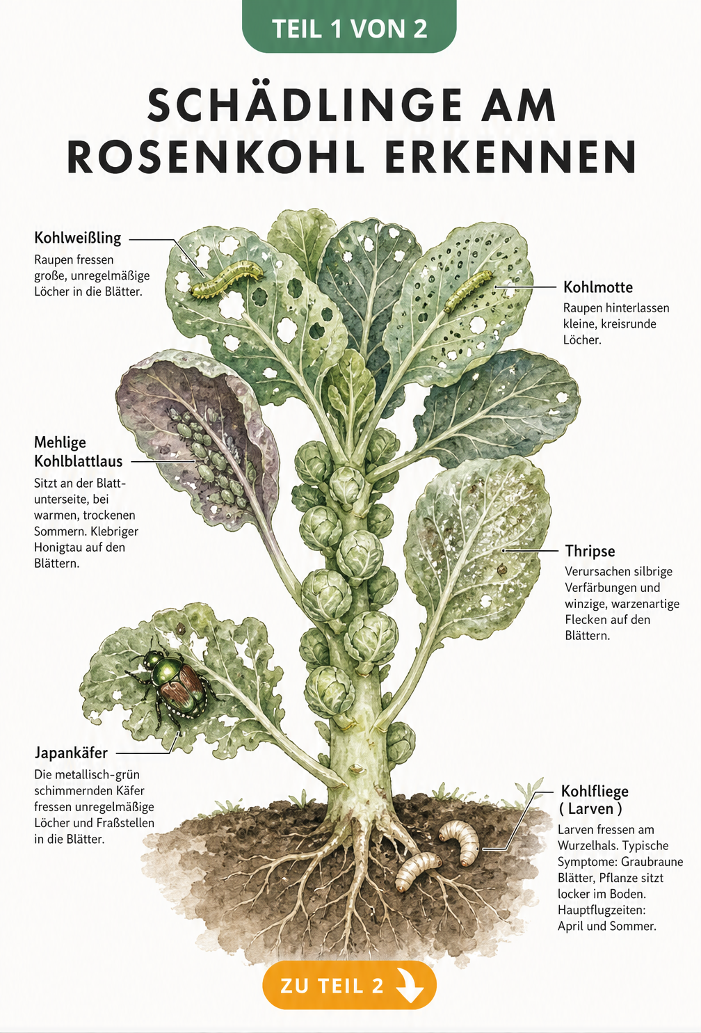 Botanische Illustration einer Rosenkohlpflanze mit Schadbildern von Kohlfliege, Kohlmotte, Blattläusen, Thripsen und Japankäfer