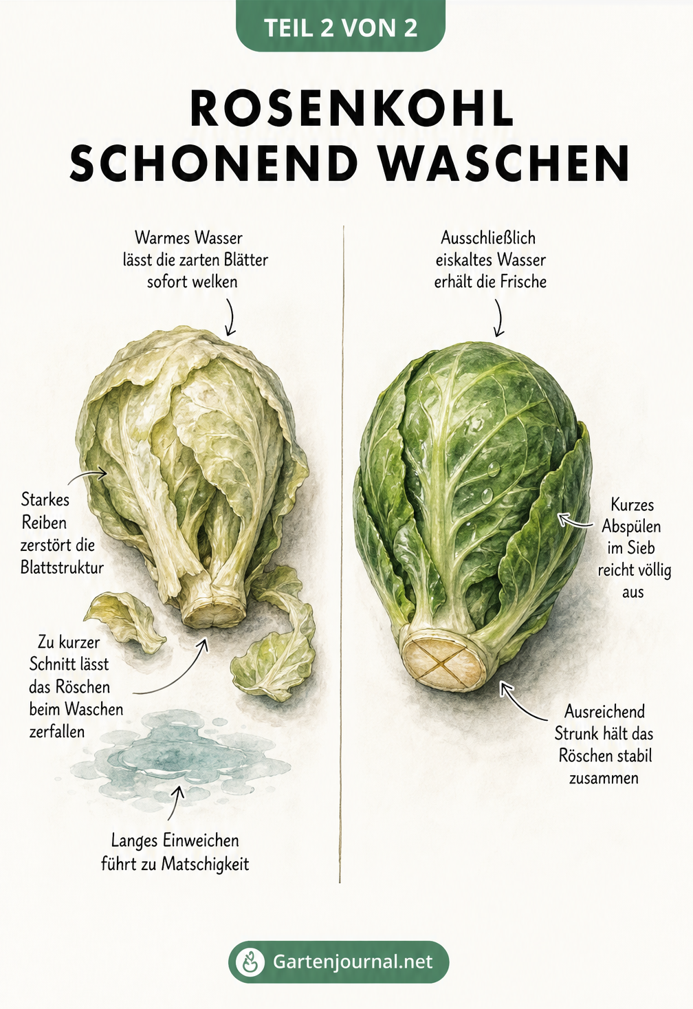 Vergleich zweier Rosenkohl-Röschen: links welk durch warmes Wasser und zu kurzen Schnitt, rechts knackig durch eiskaltes Wasser und intakten Strunk.