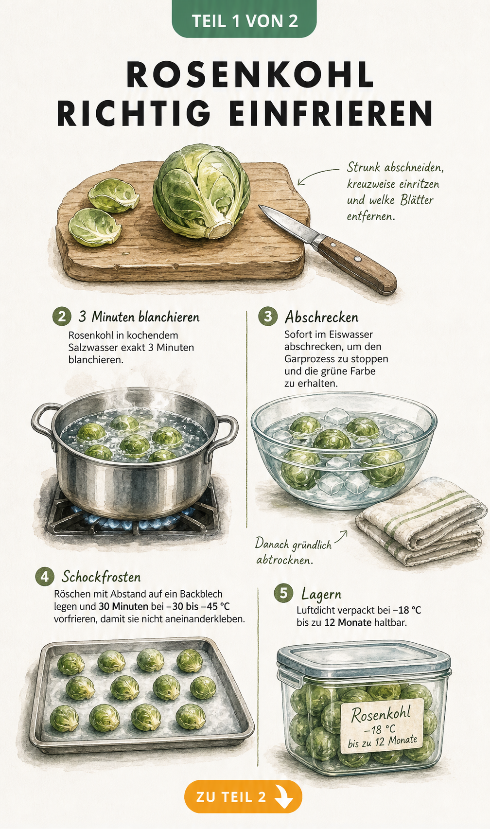 Illustration der Vorbereitung von Rosenkohl zum Einfrieren: Strunk abschneiden, blanchieren, in Eiswasser abschrecken und schockfrosten.