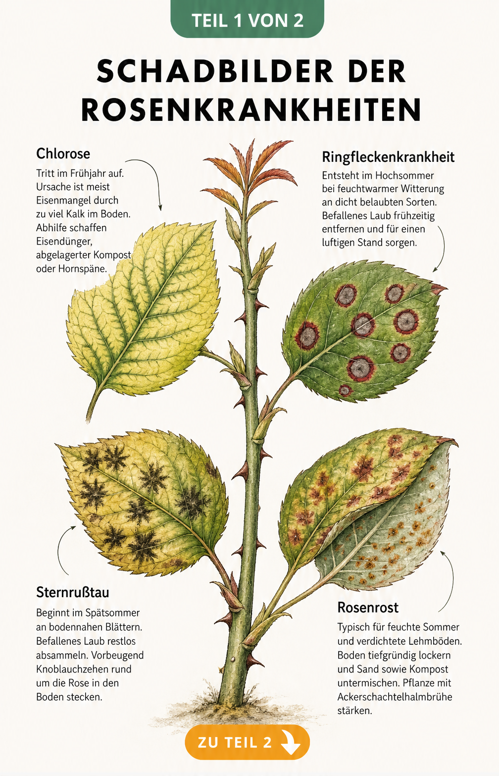 Illustration von vier Rosenblättern mit Schadbildern von Chlorose, Ringfleckenkrankheit, Sternrußtau und Rosenrost