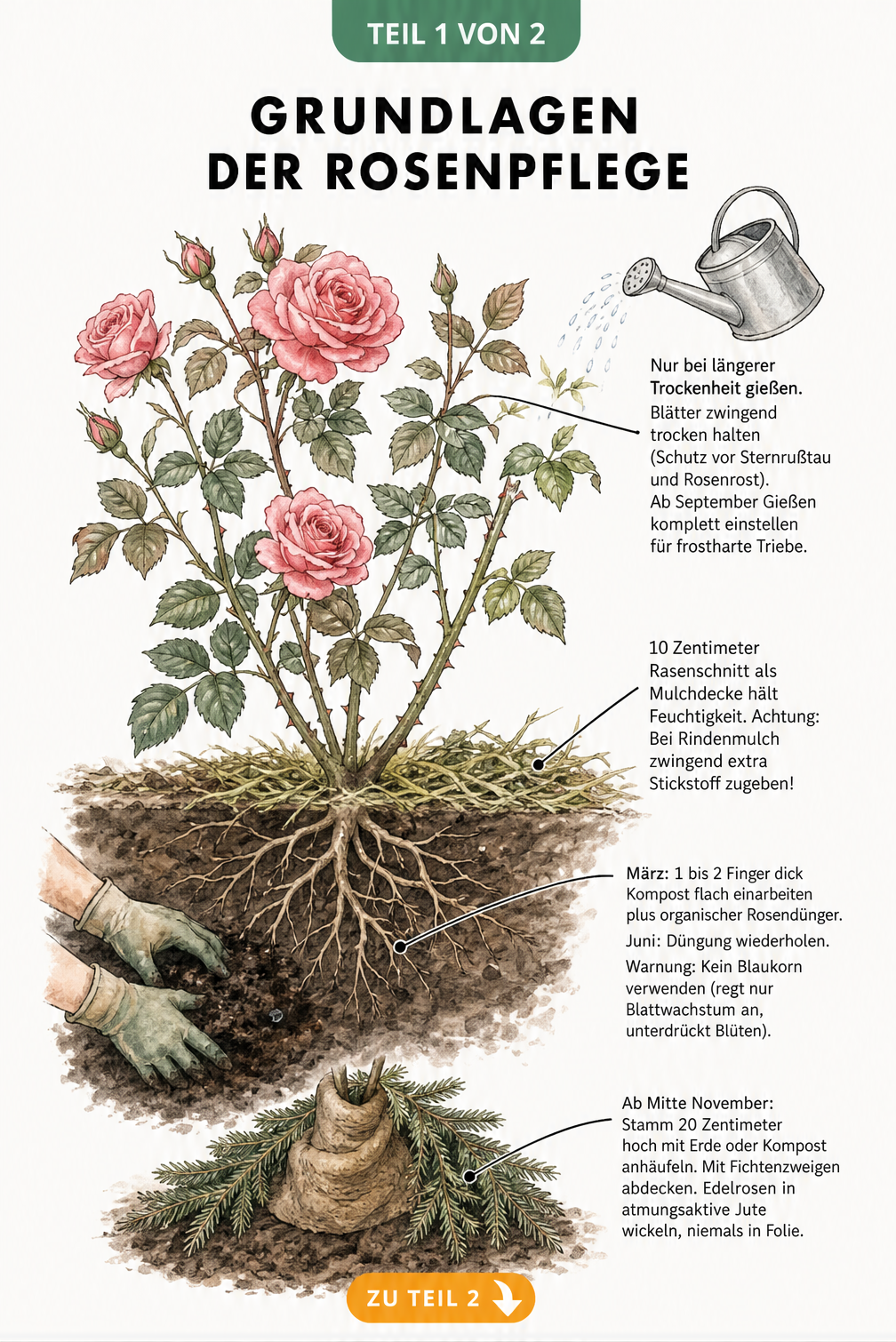 Botanische Illustration eines Rosenstrauchs mit Tipps zum Gießen, Mulchen, Düngen und Überwintern
