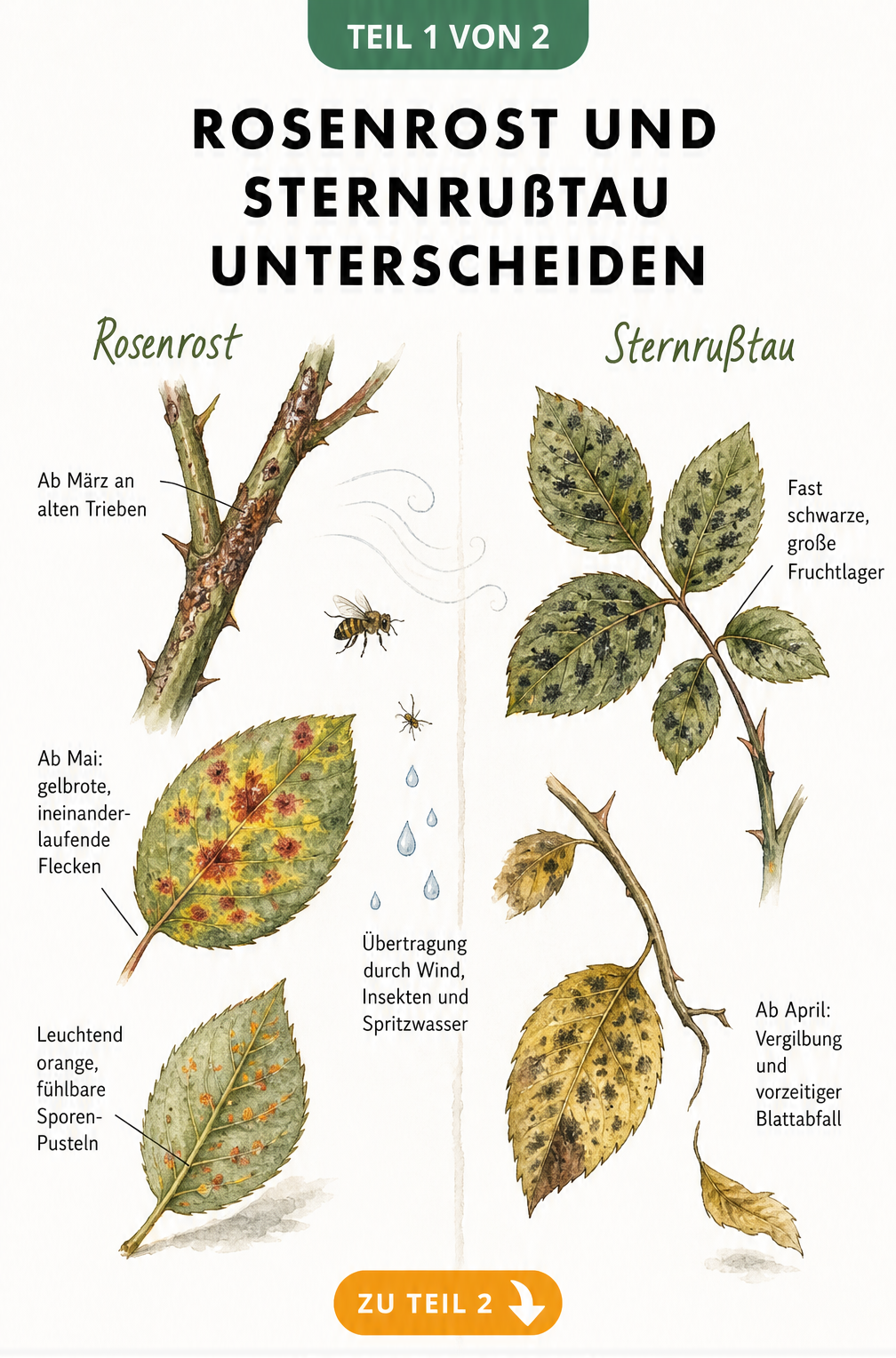 Botanische Illustration von Rosenrost an Zweig und Blatt mit orangeroten Sporen