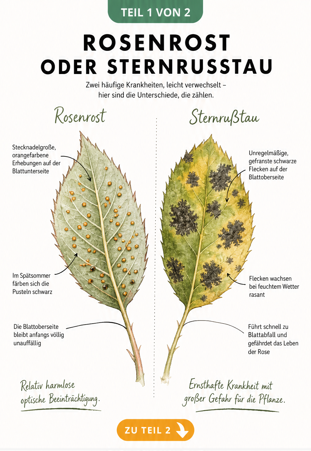 Botanische Illustration vergleicht Rosenrost und Sternrußtau auf Rosenblättern