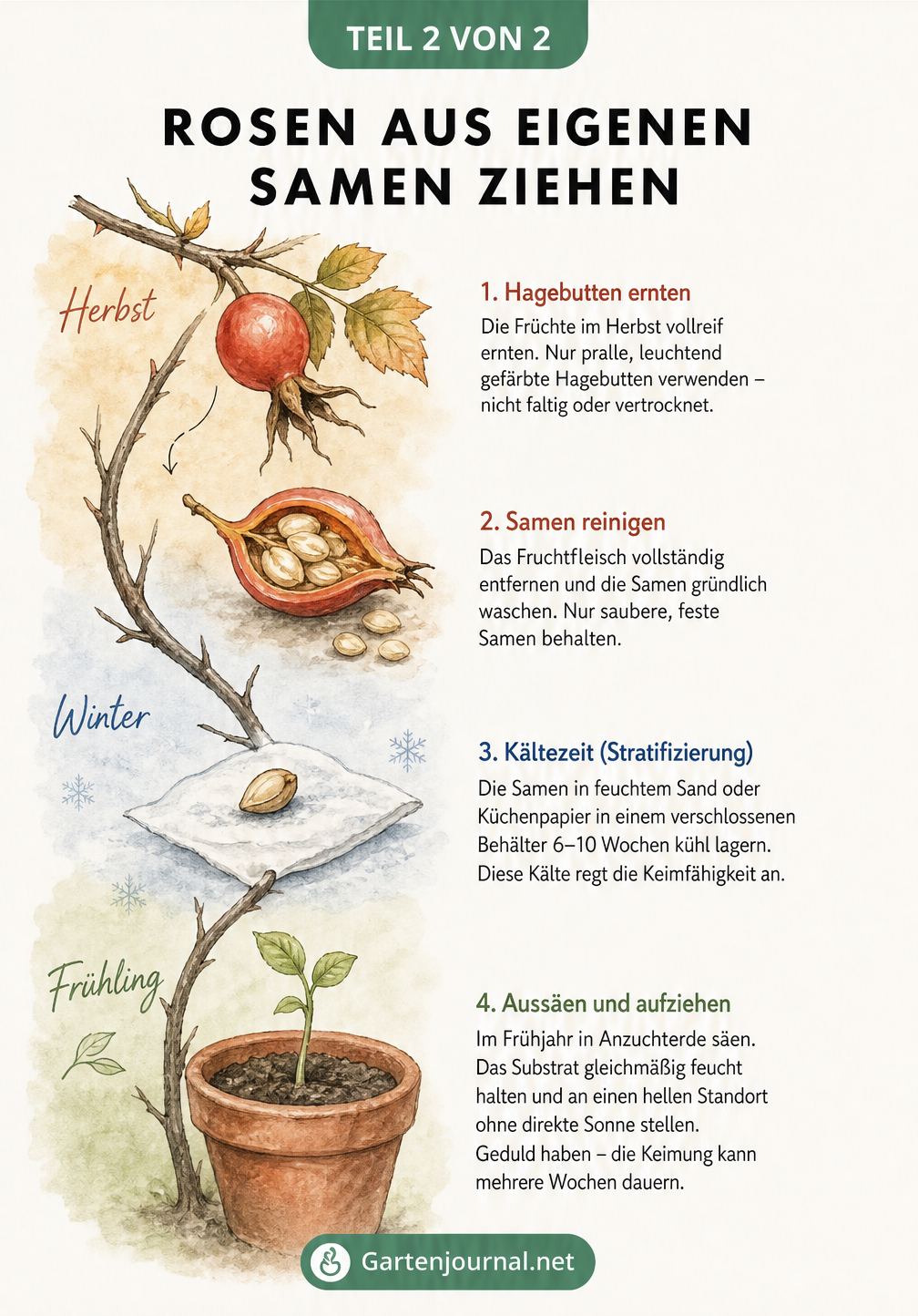 Illustration eines Rosenzweigs im Jahresverlauf von der Hagebutte über den Samen bis zum Sämling