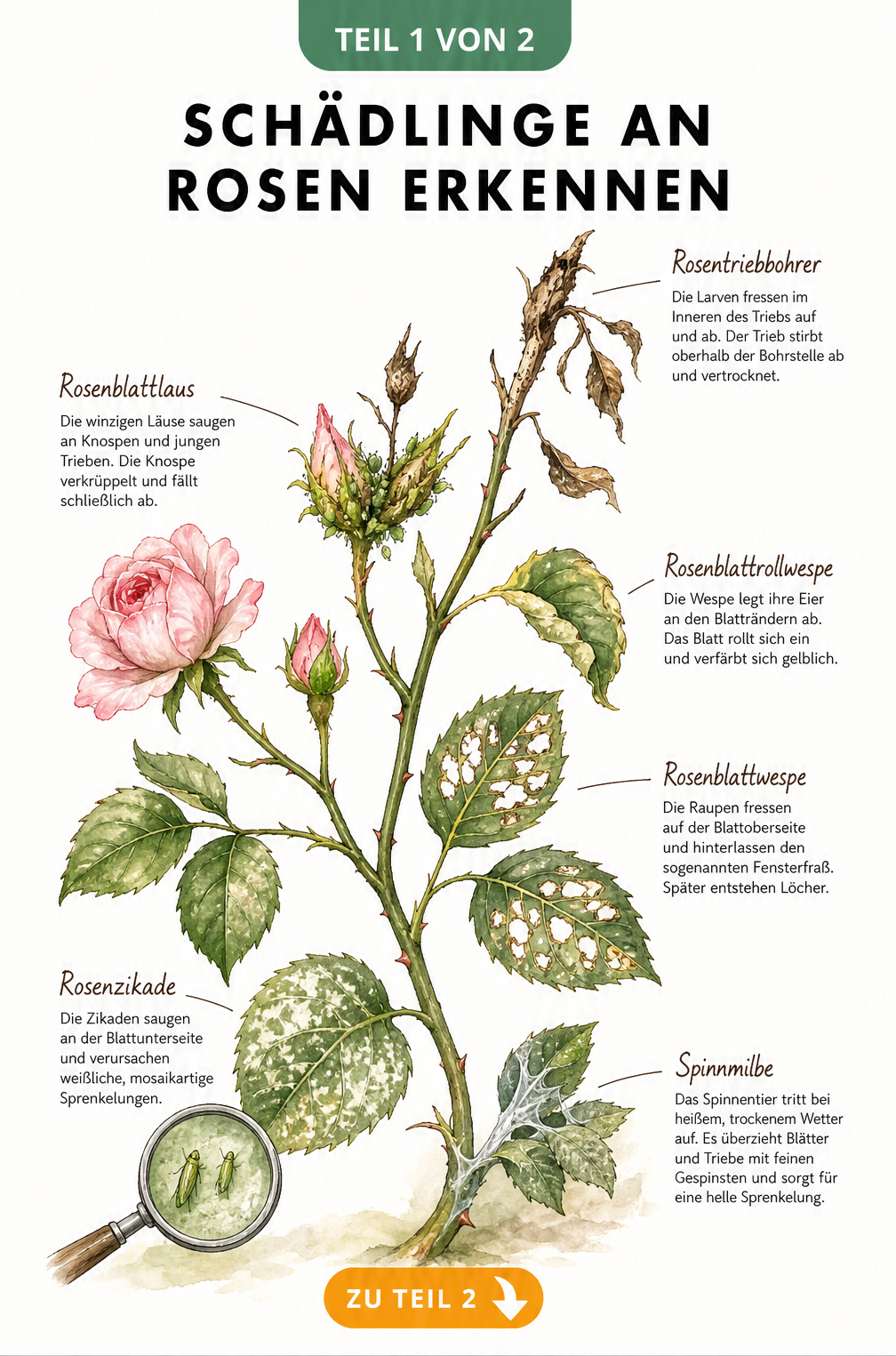 Botanische Illustration eines Rosenzweigs mit Schadbildern von Rosentriebbohrer, Rosenblattlaus, Rosenblattrollwespe, Rosenblattwespe, Rosenzikade und...