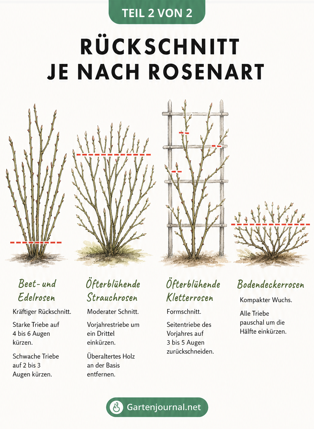 Botanische Lehrtafel: Rückschnitt-Regeln für Beet- und Edelrosen, Strauchrosen, Kletterrosen und Bodendeckerrosen mit markierten Schnitthöhen.