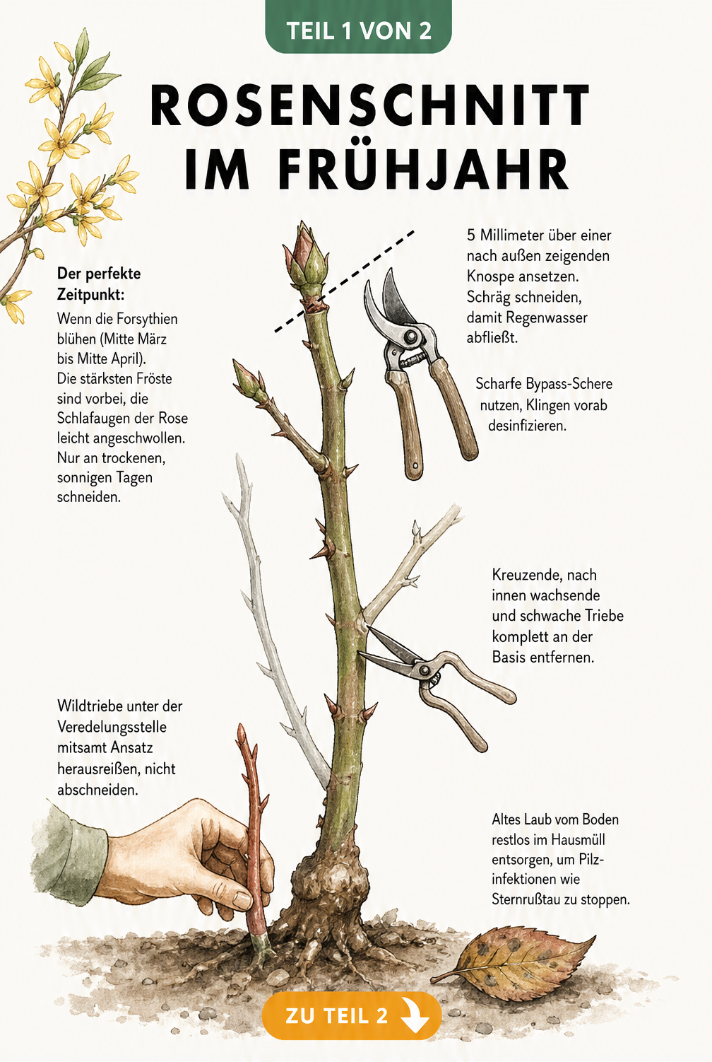 Illustration eines Rosenzweigs mit Schnittlinie, Forsythienblüte und Gartenschere