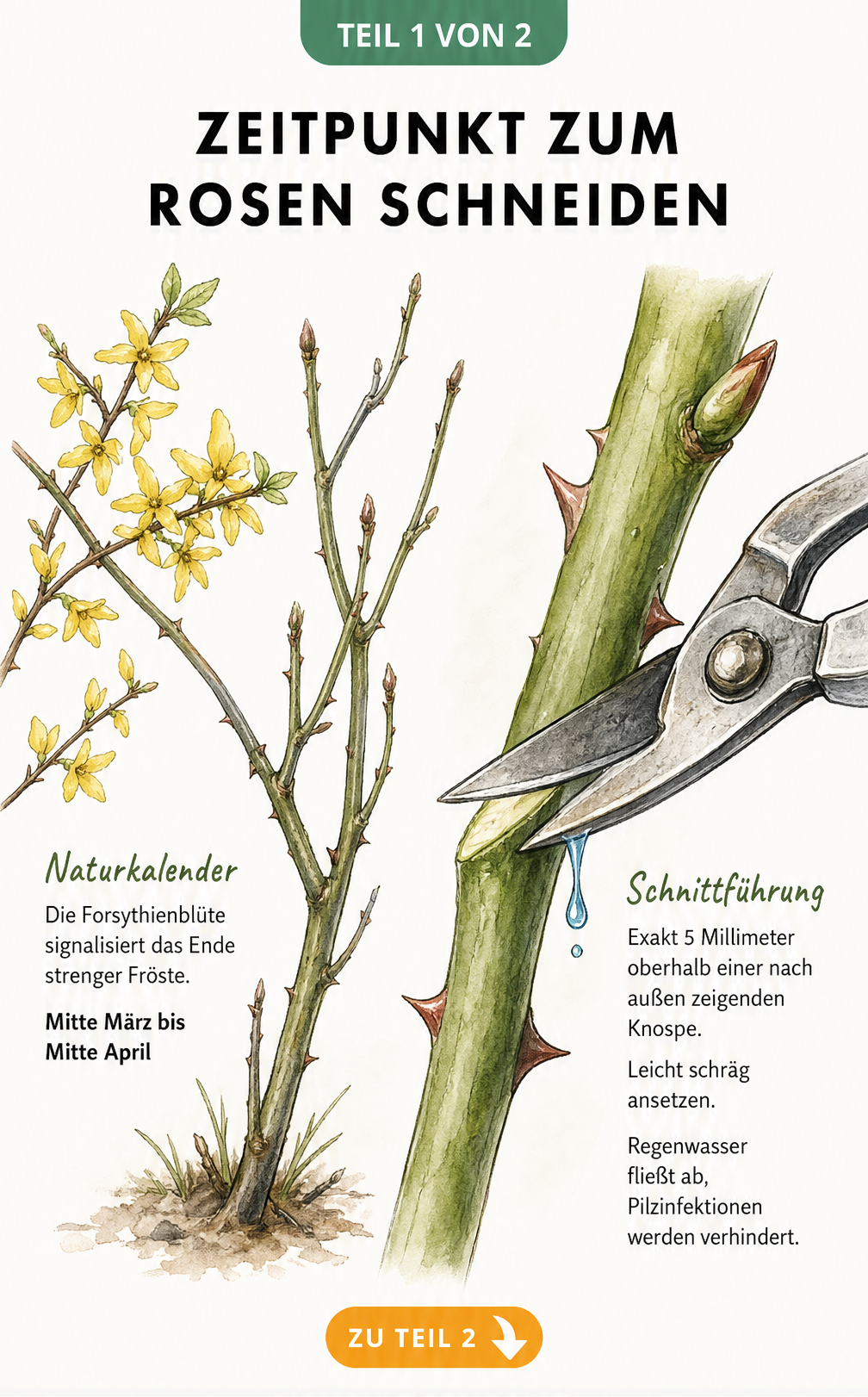 Botanische Illustration: Forsythienblüte als Signal für den Rosenschnitt und Makro-Zeichnung der richtigen Schnittführung an einem Rosenstängel.