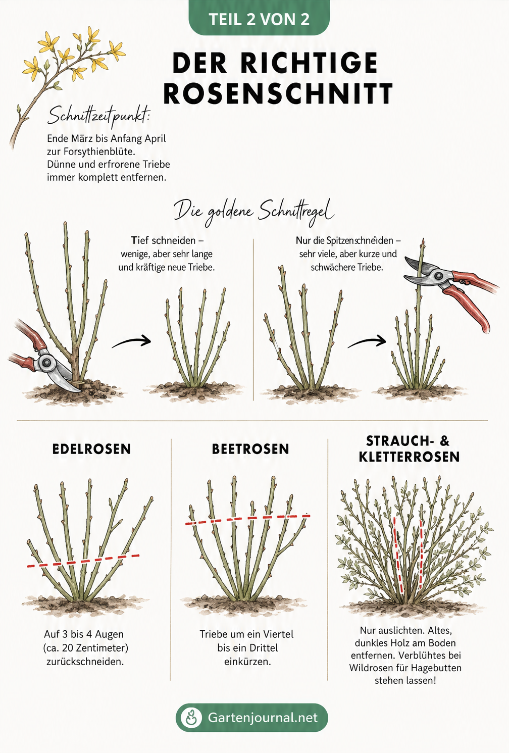 Skizze zum richtigen Rosenschnitt mit Zeitpunkt, Schnittregel und Sorten-Guide für Edelrosen, Beetrosen und Strauchrosen