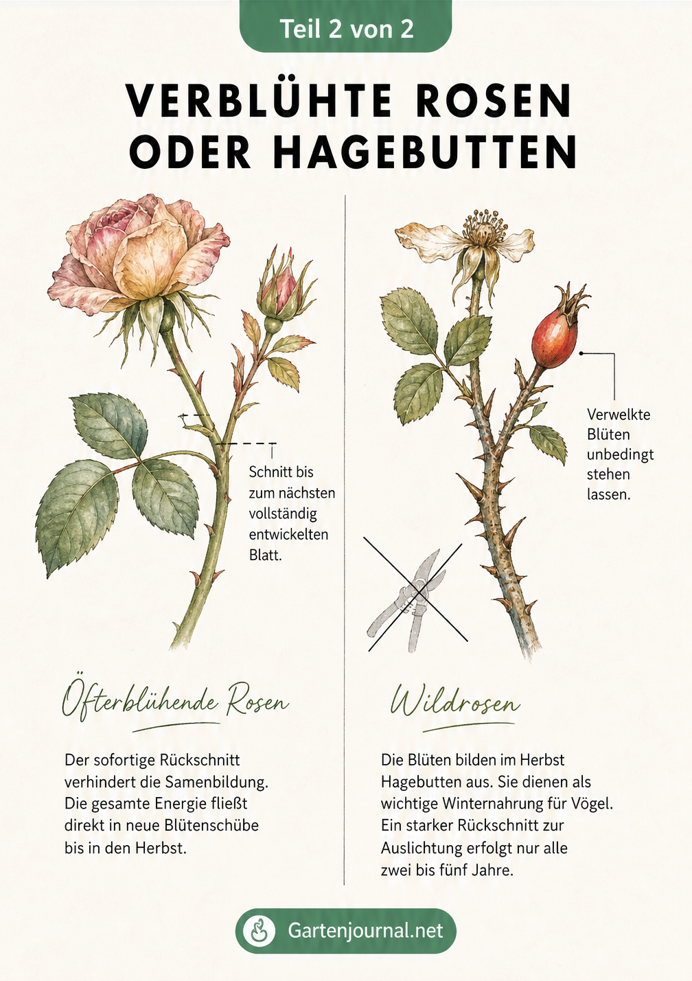 Gegenüberstellung von öfterblühenden Rosen, die geschnitten werden, und Wildrosen, bei denen Hagebutten stehen bleiben