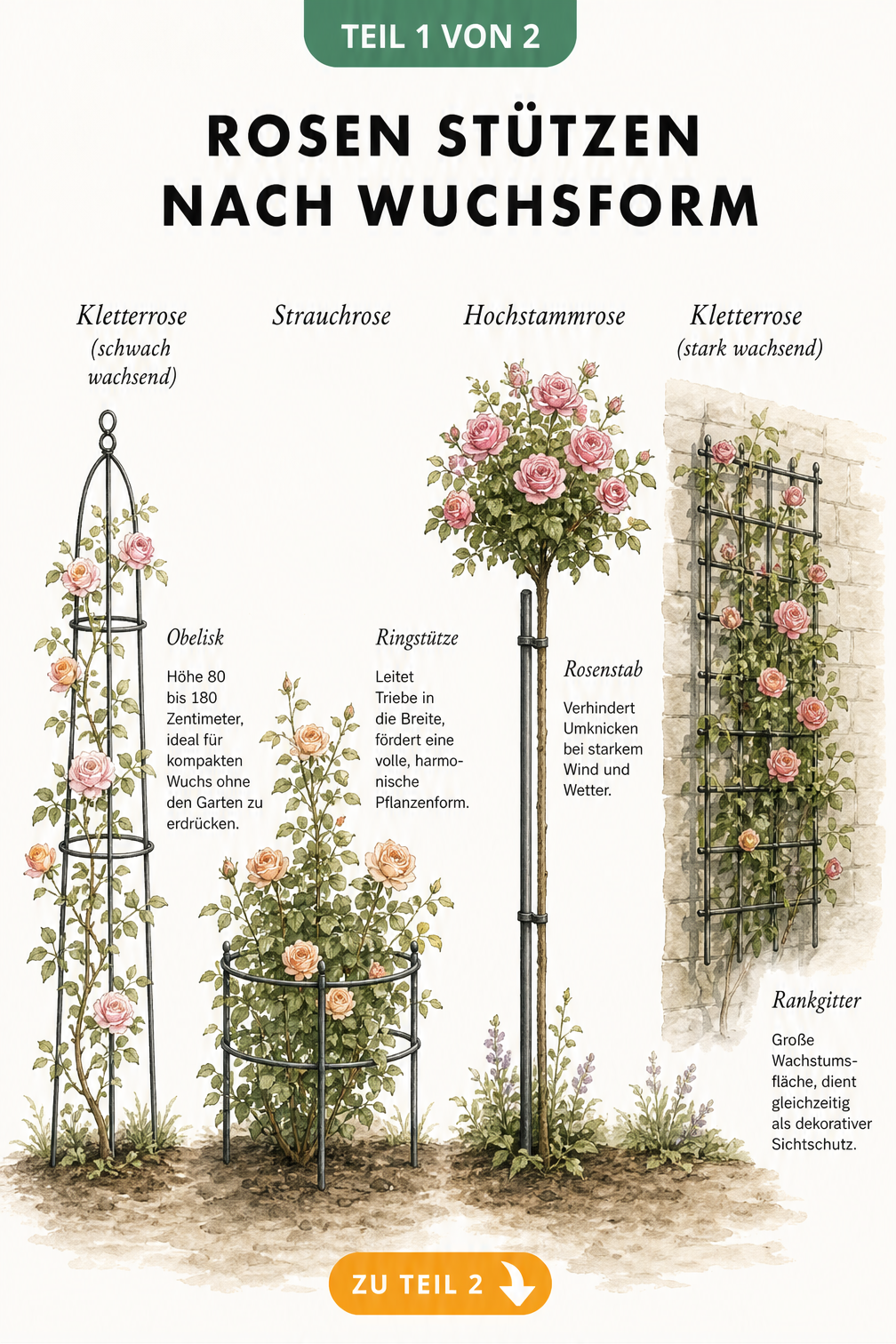 Illustration von vier Rosenarten mit passenden Stützen: Kletterrose am Obelisk, Strauchrose in Ringstütze, Hochstammrose am Stab und Kletterrose am Rankgitter.