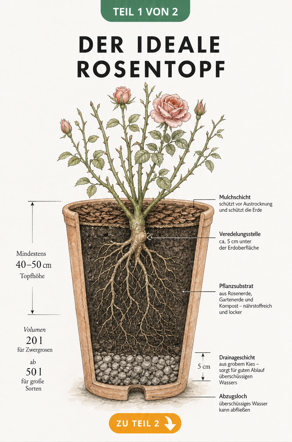 Querschnitt durch einen Rosentopf mit Drainageschicht, Pflanzsubstrat und Veredelungsstelle