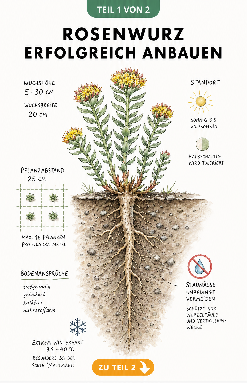Botanische Schnittzeichnung einer Rosenwurz-Pflanze mit Wurzeln, Blättern und Blüten sowie Angaben zu Standort und Boden