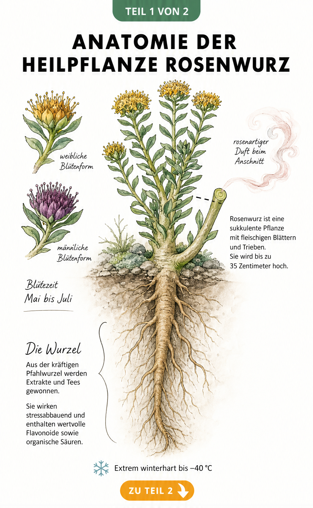 Botanische Illustration der Heilpflanze Rosenwurz mit Wurzel, Stängeln und Blüten